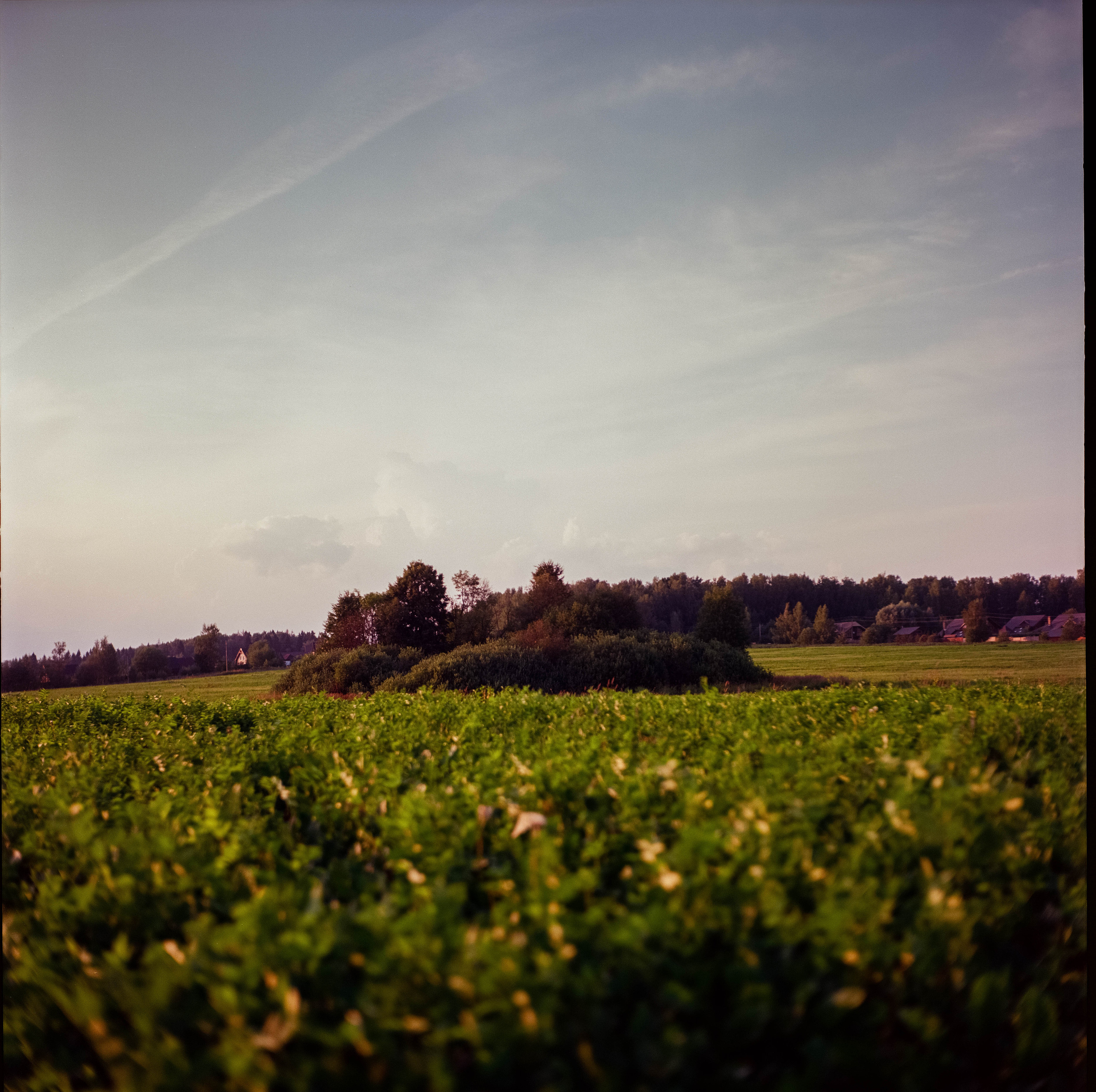 Yashica Mat-124 / Kodak Ektar 100