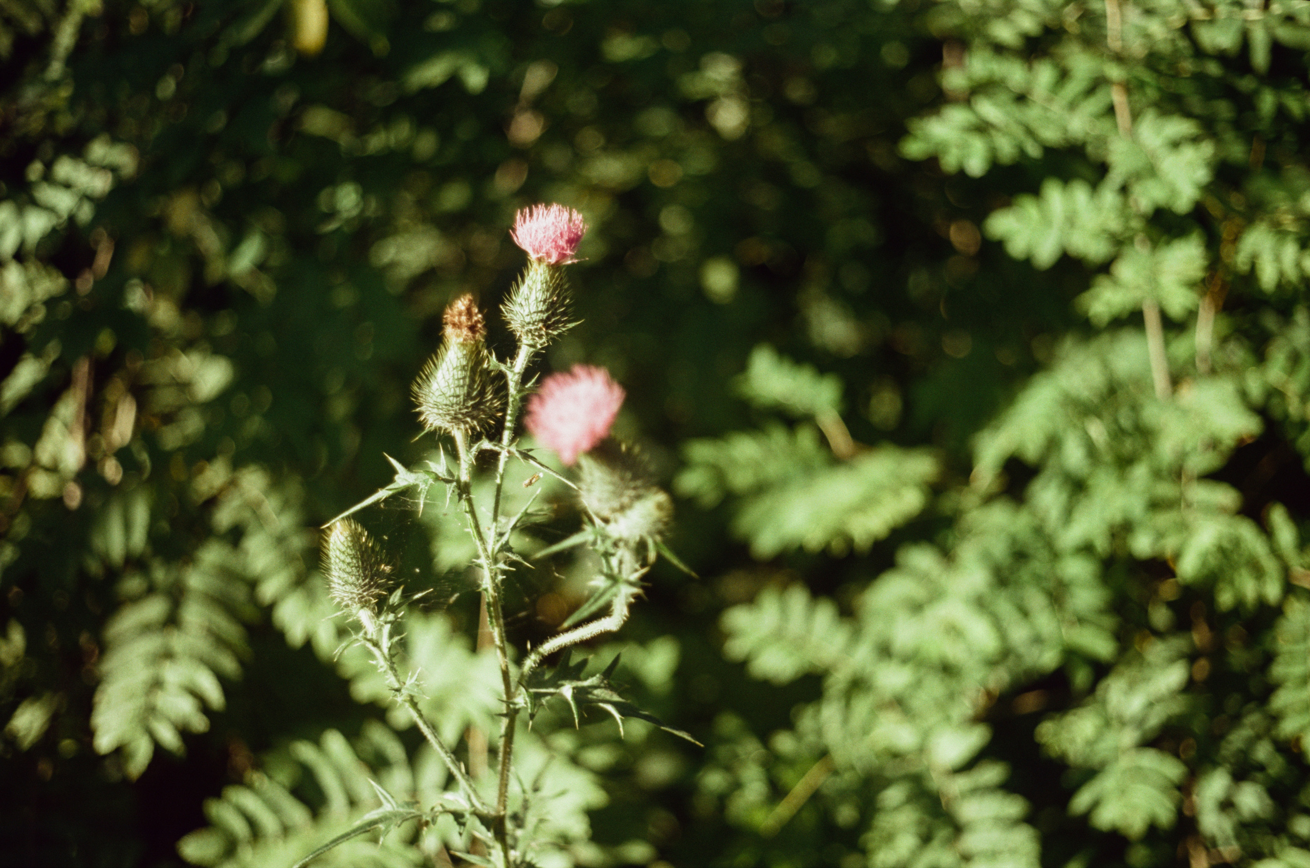 Canon Canonet QL17 G-III QL