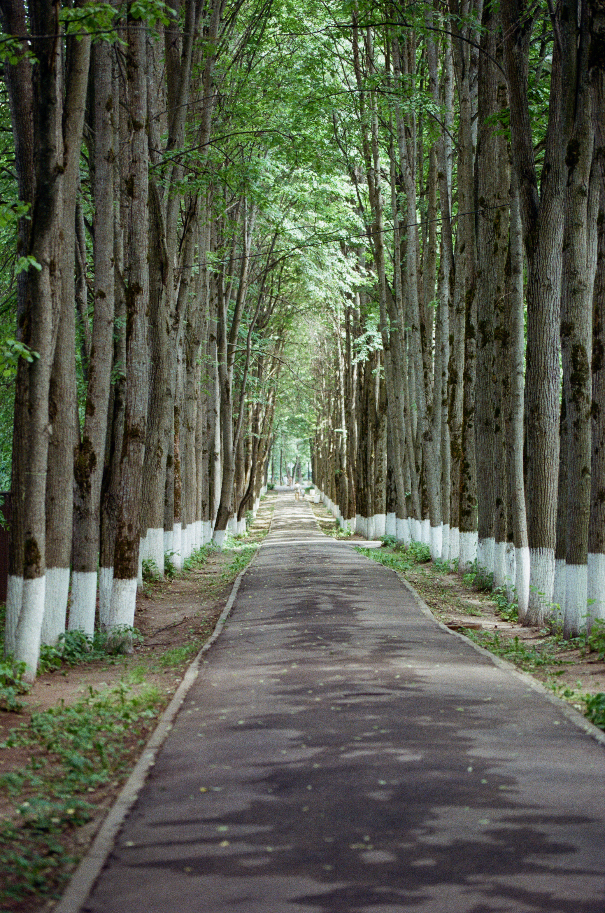 Carl Zeiss Makro-Sonnar 100mm f2.8