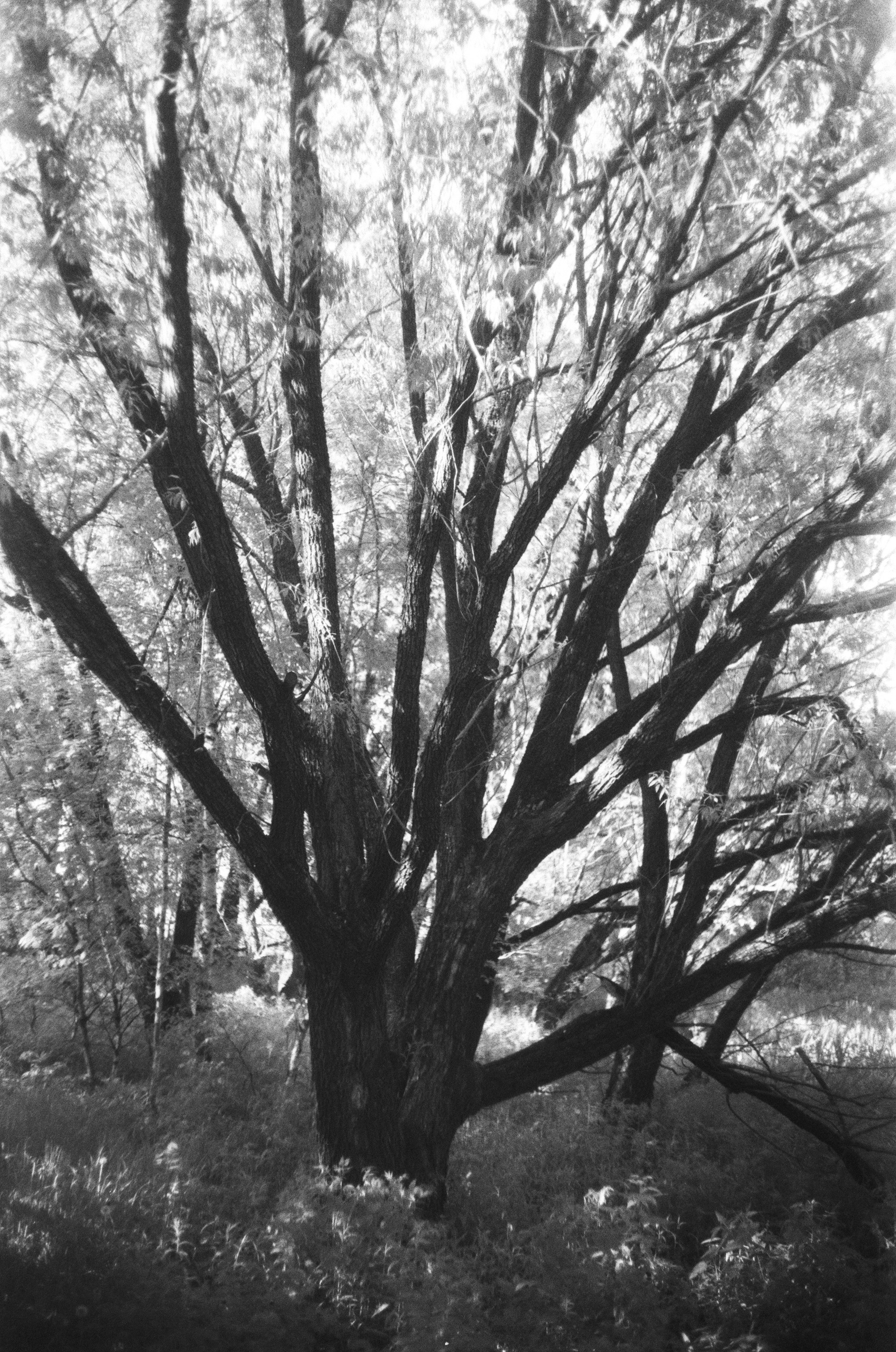 Braun Paxette примеры фотографий