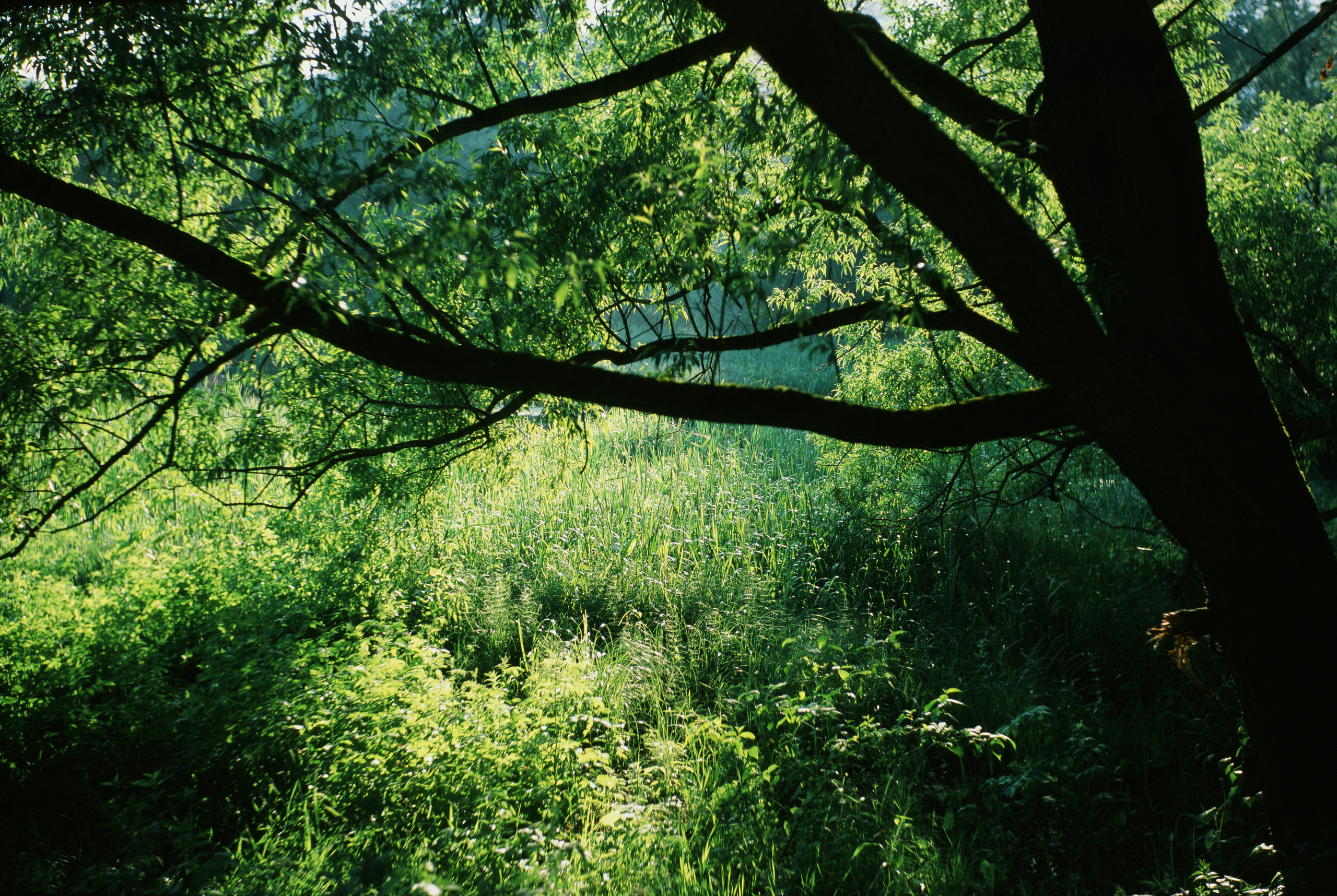 Fujichrome Provia 100 °F / Franka Rolfix II