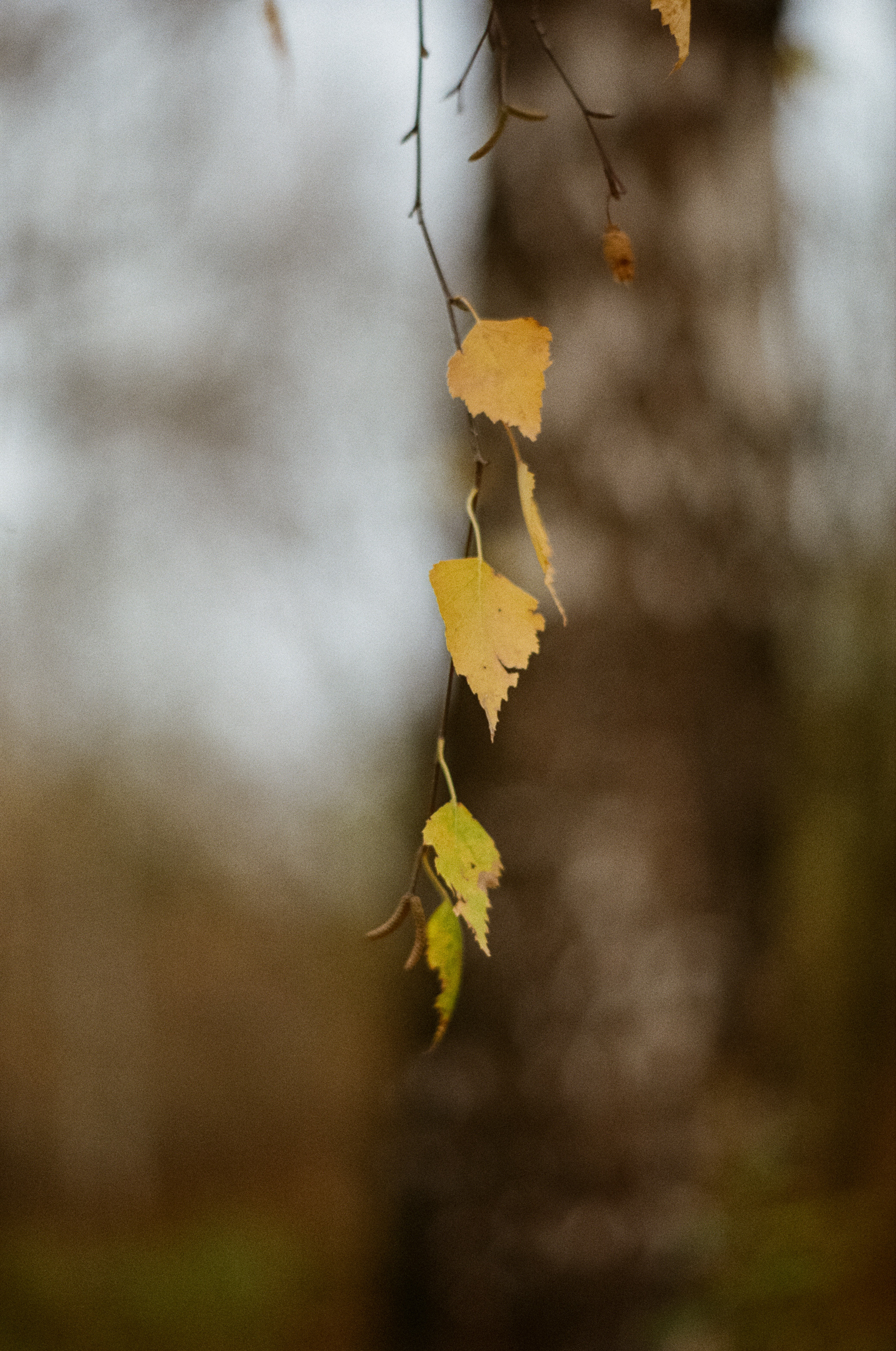 Московская осень на Kodak Gold 200