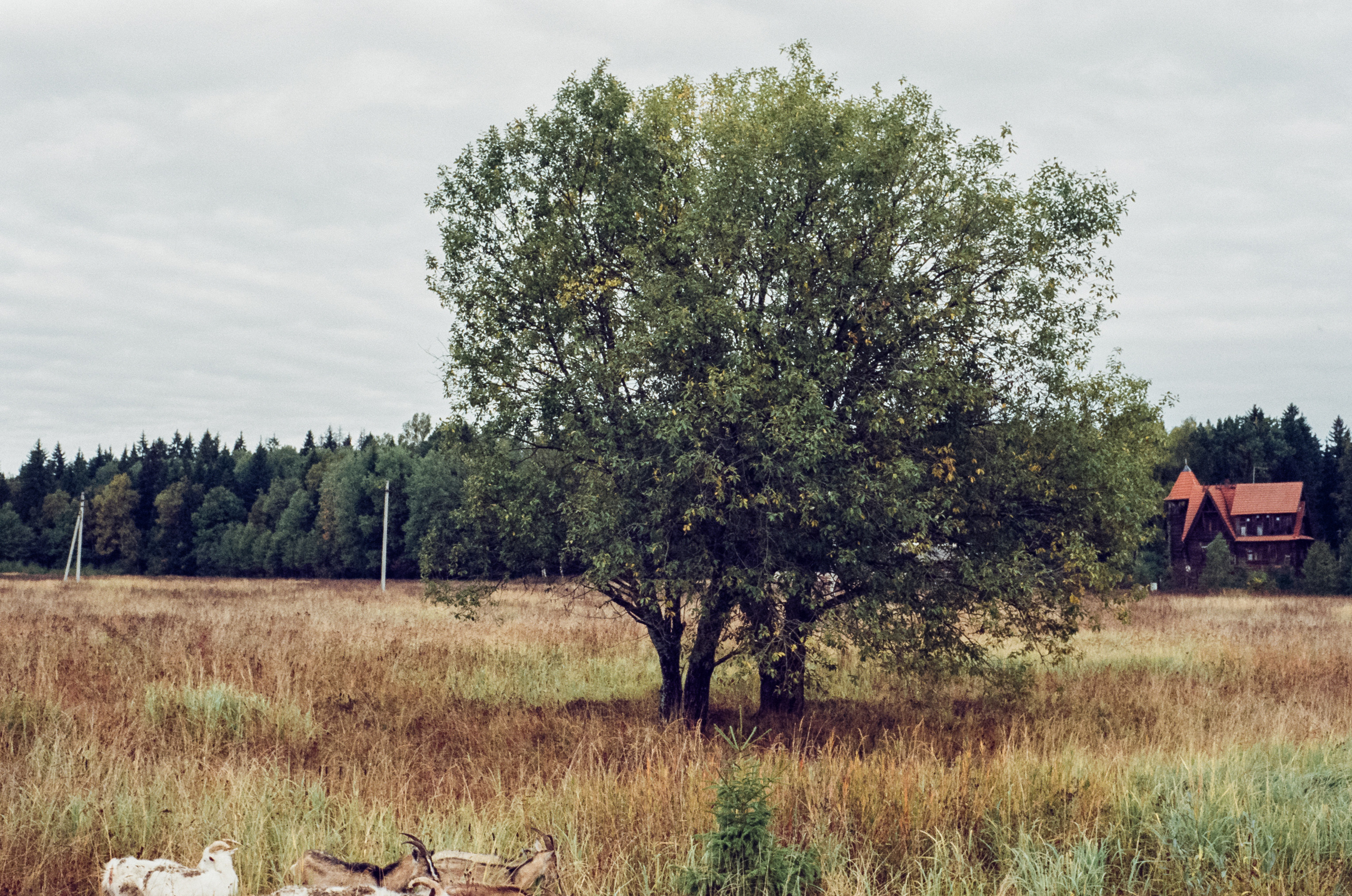 Kodak Retina IIIc — Retina Xenon C 50 mm f2.0 / Kodak Vision 3 250D