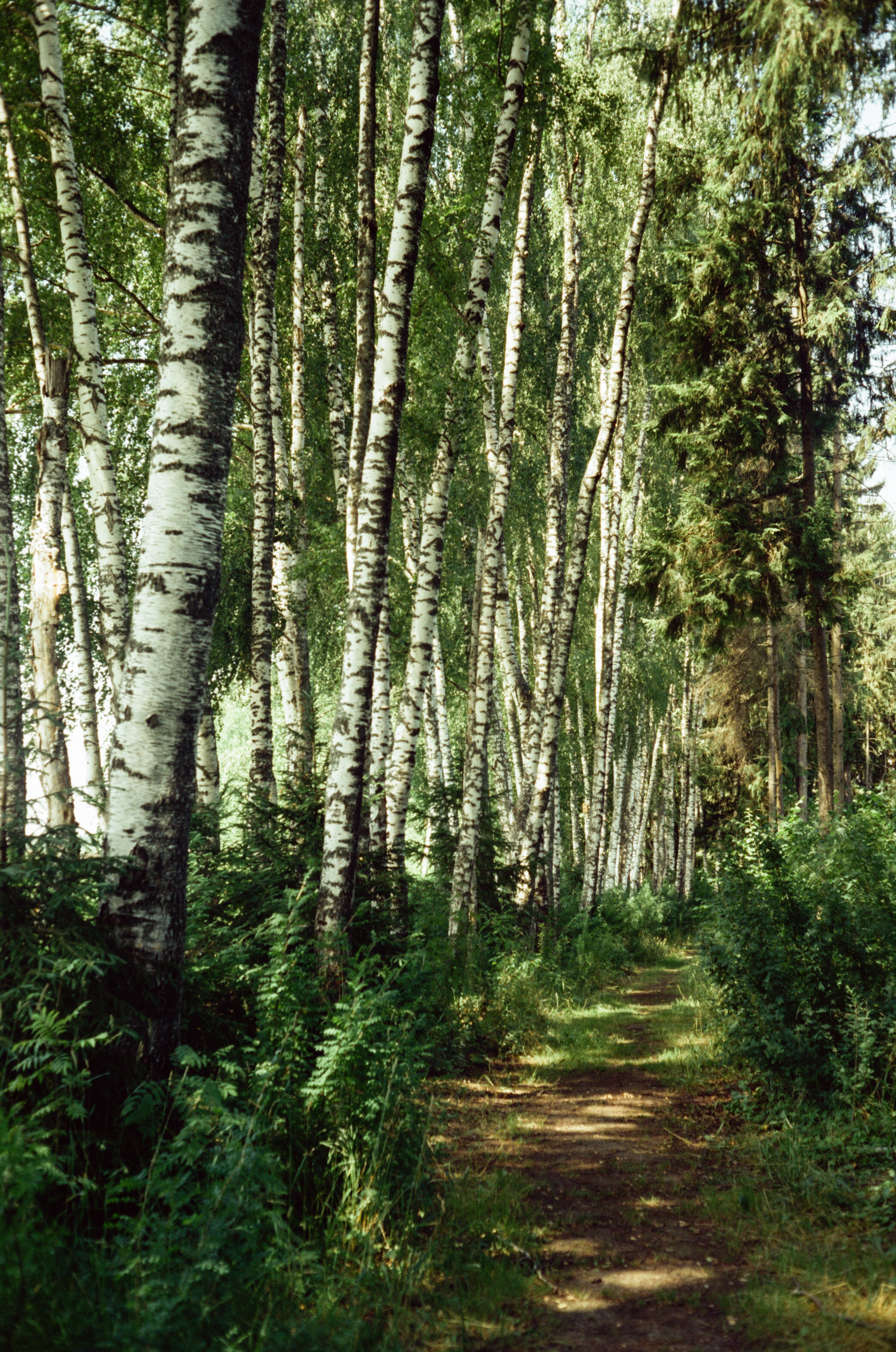 Canon Canonet QL17 G-III QL