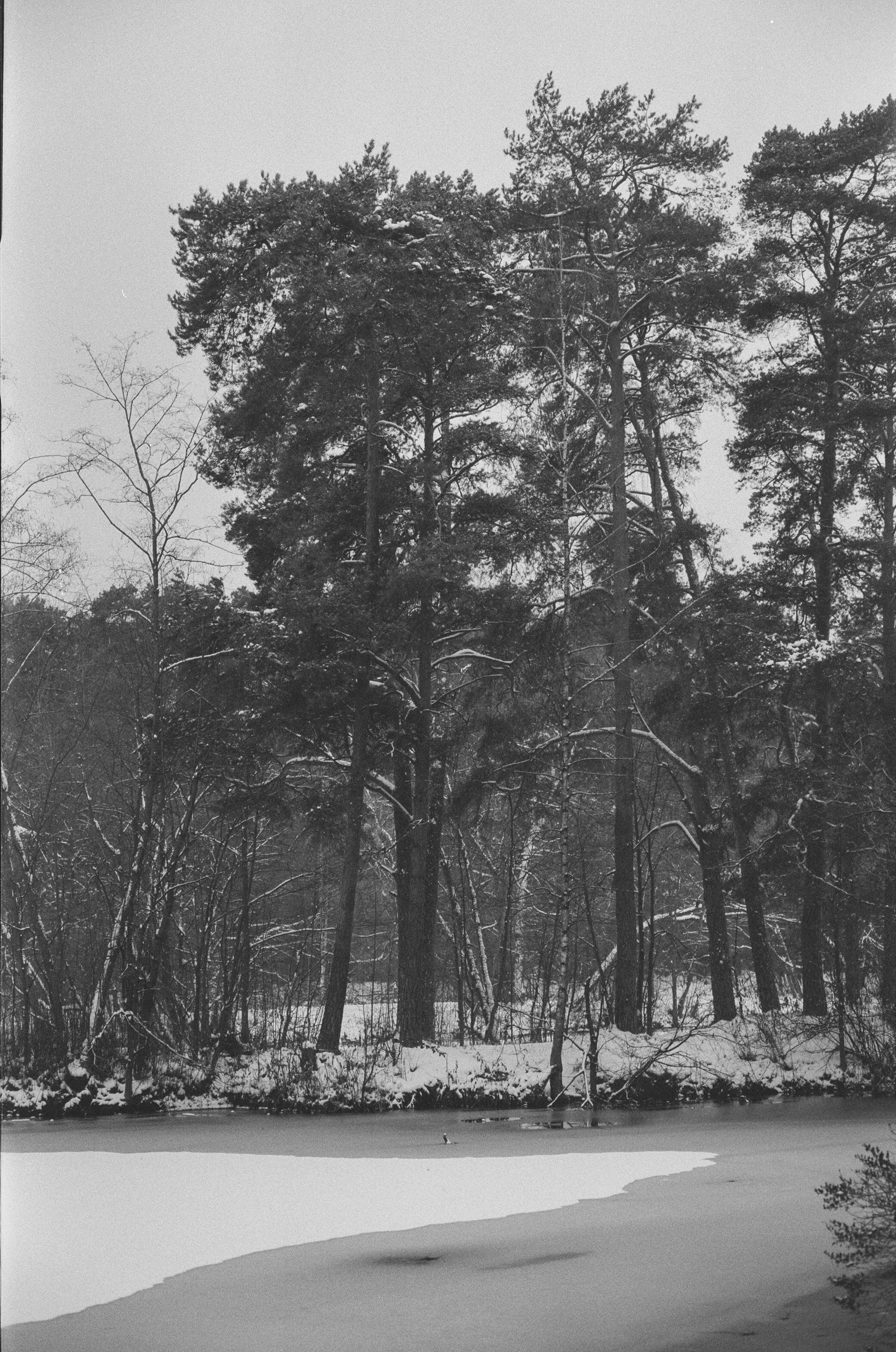 Konica III M / AgfaPhoto APX 400