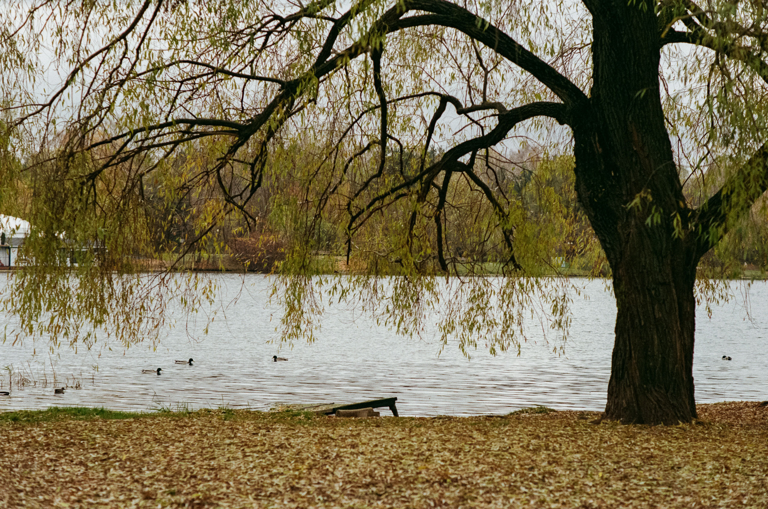 Московская осень на Kodak Gold 200