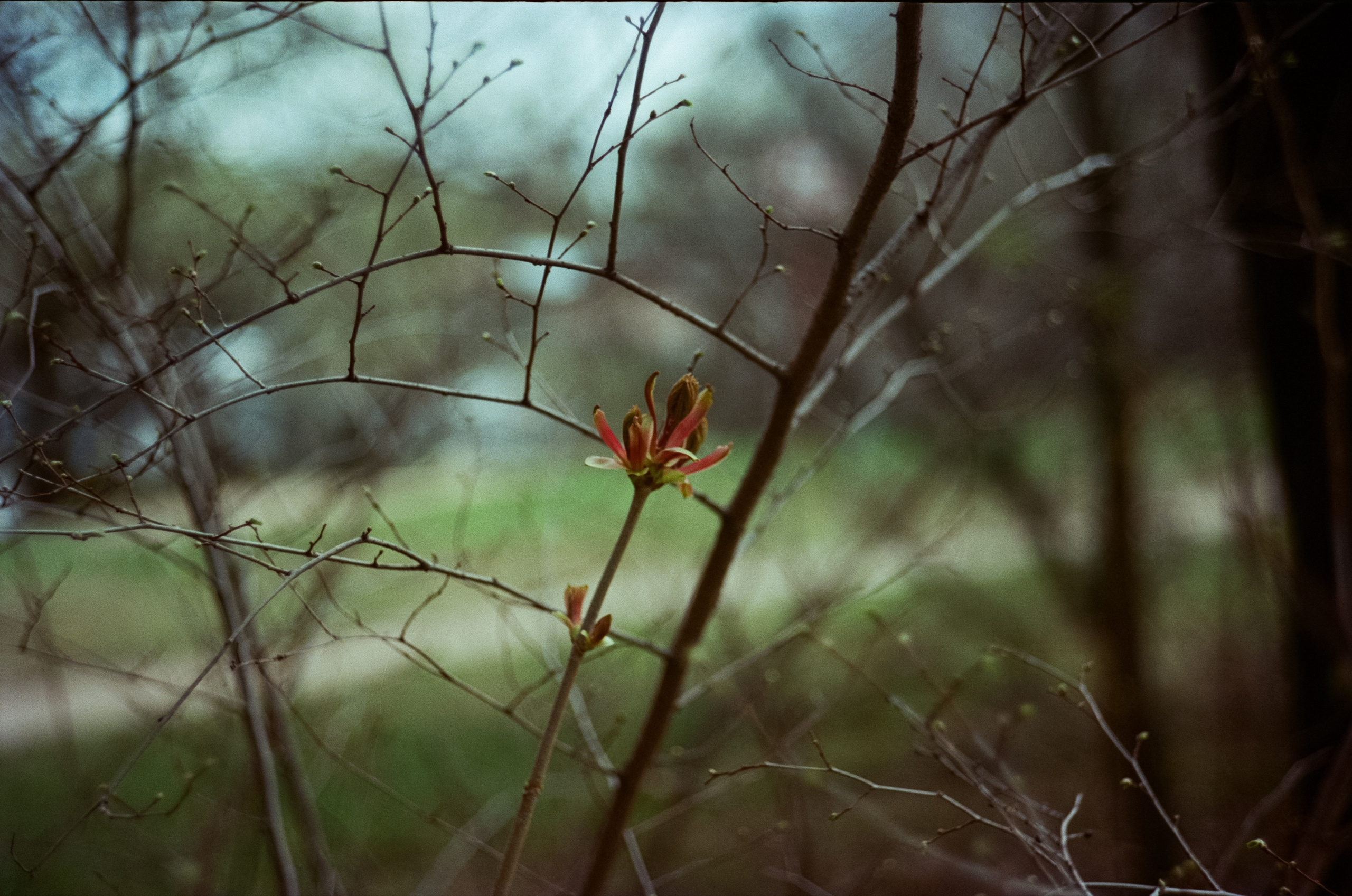 Kodak Portra 160 / Walz Envoy 35