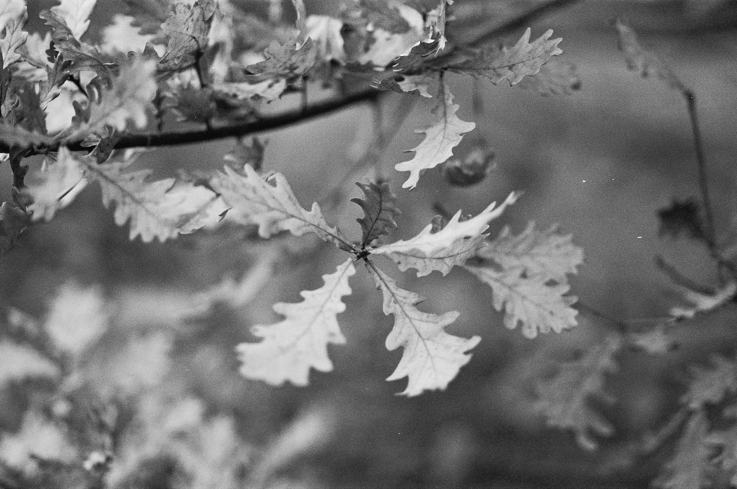 Minolta AF 85 mm f1.4 — Minolta Dynax 800si / Ilford HP5 Plus 400