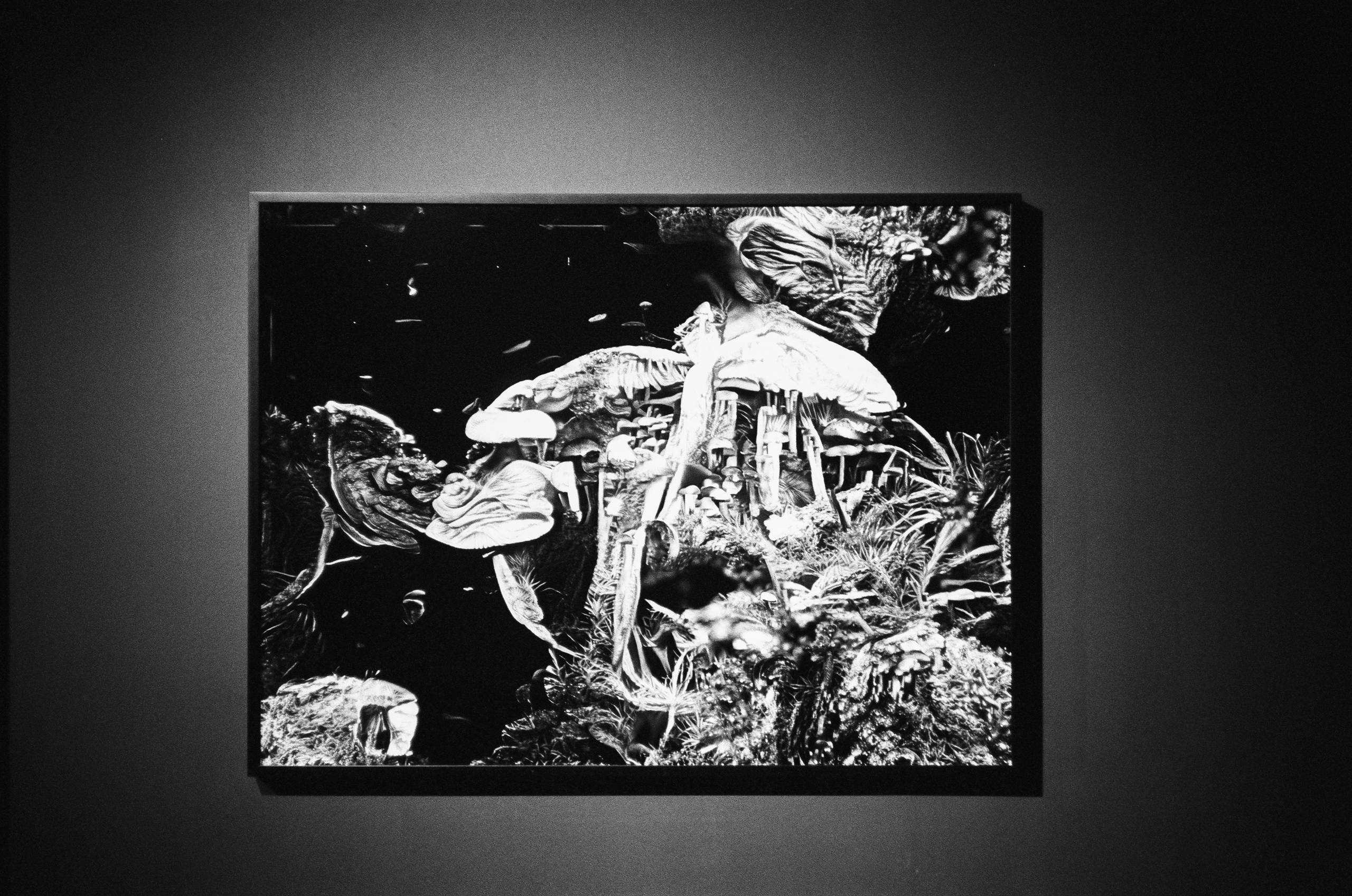 Мультимедиа Арт Музей на Canon Canonet QL17 G-III QL