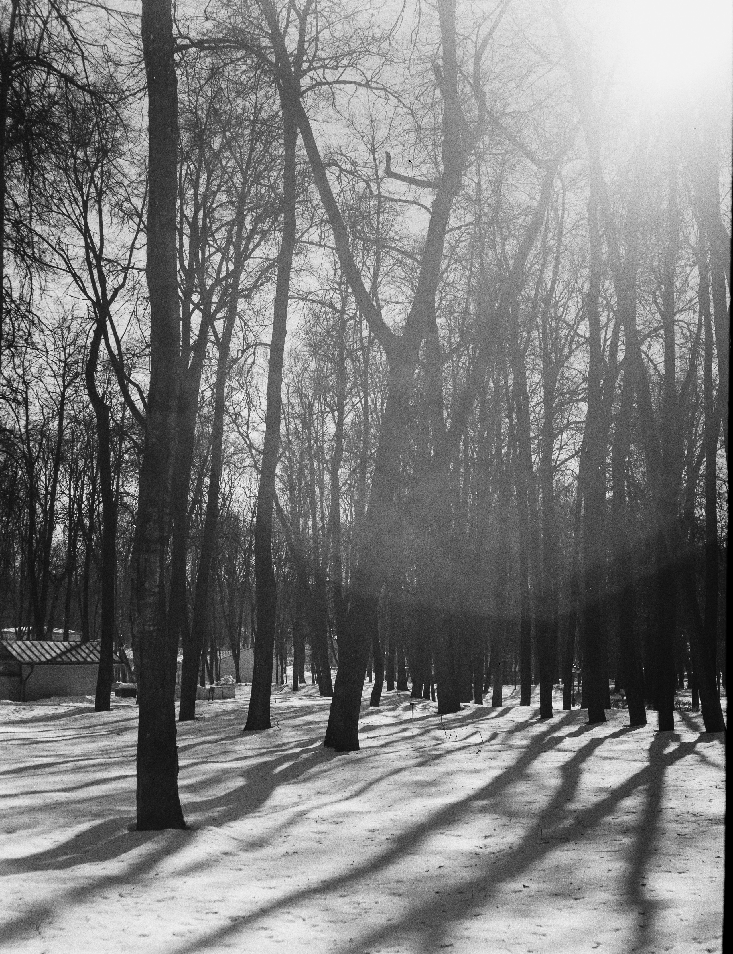 Ilford FP4 Plus ISO 125 / Zeiss Ikon Ikonta 521