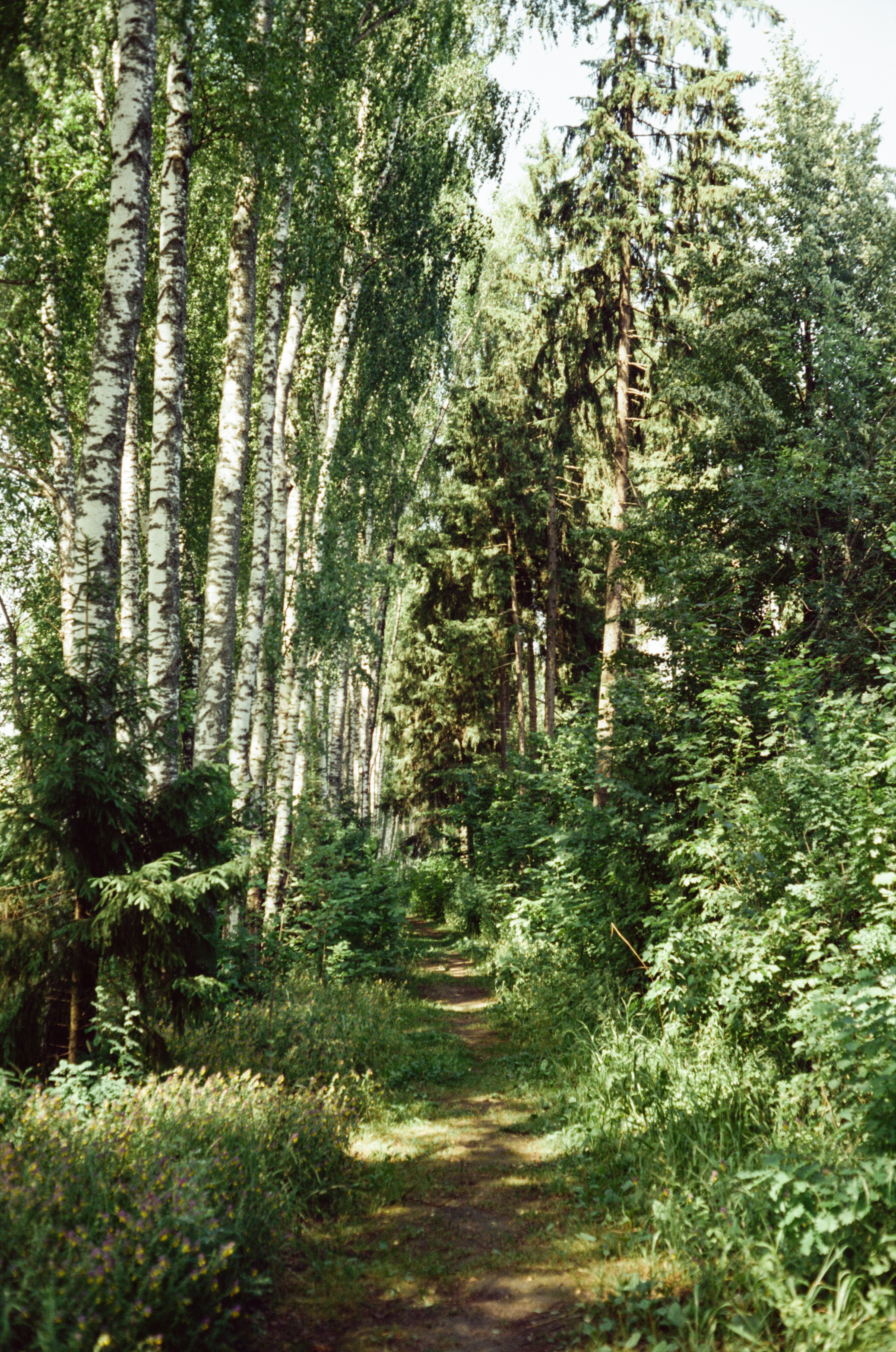 Canon Canonet QL17 G-III QL