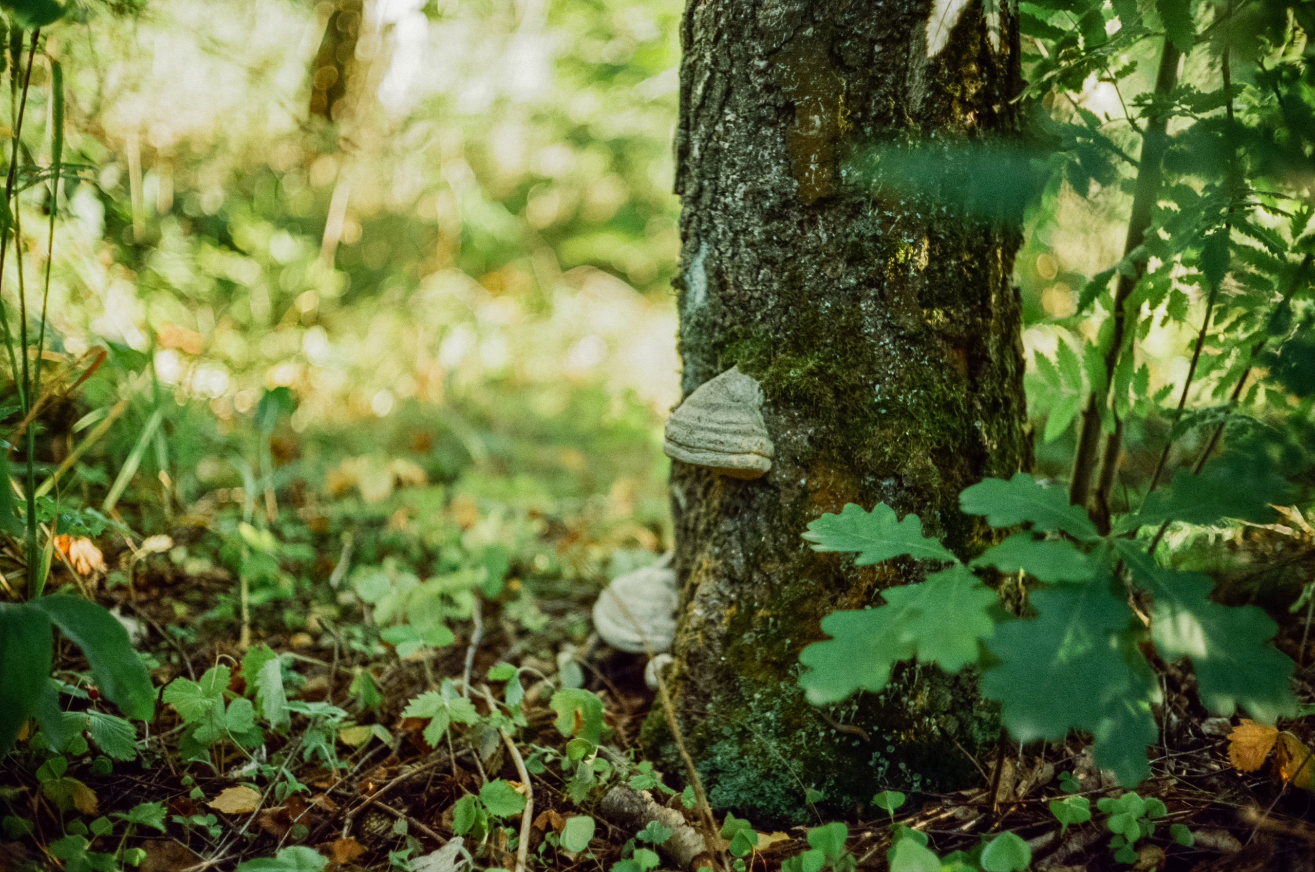 Canon Canonet QL17 G-III QL