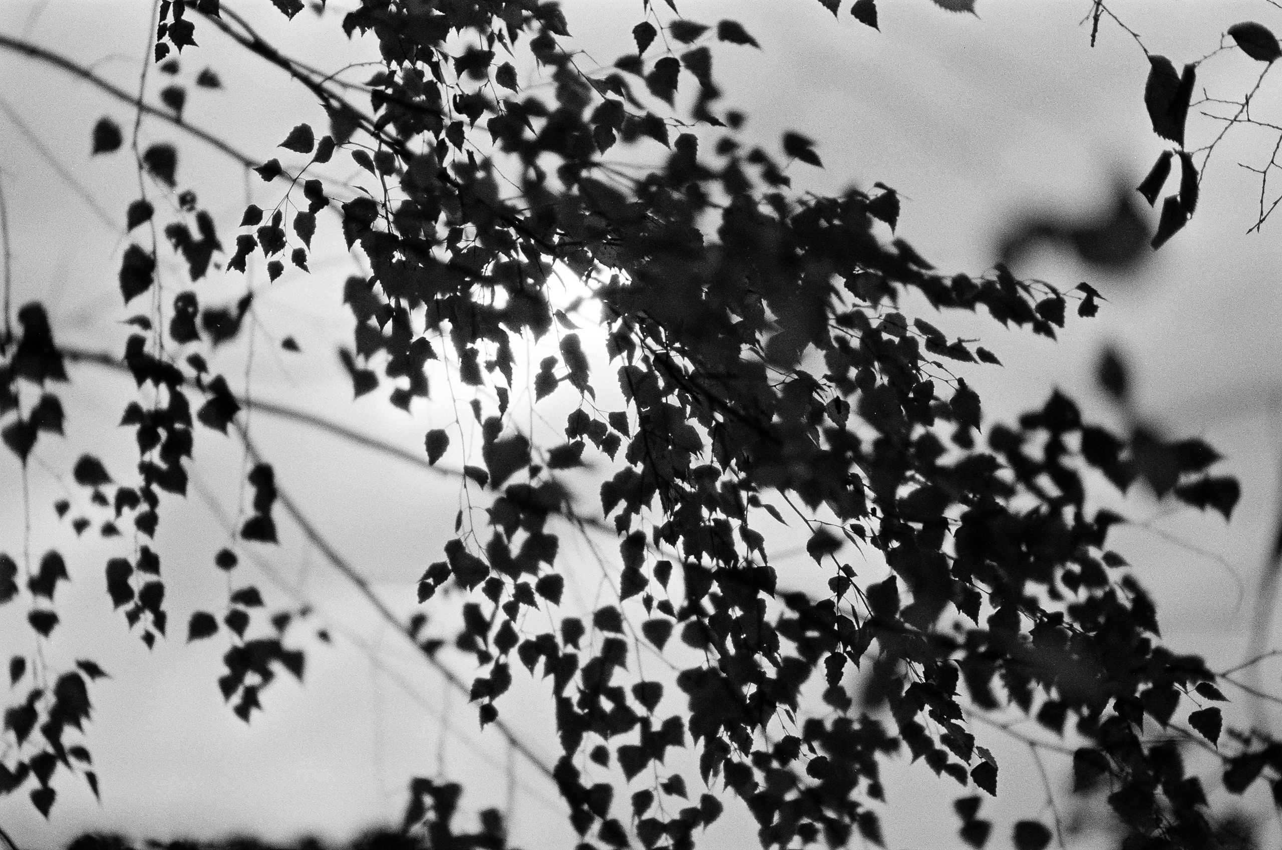 Minolta AF 85 mm f1.4 — Minolta Dynax 800si / Ilford HP5 Plus 400