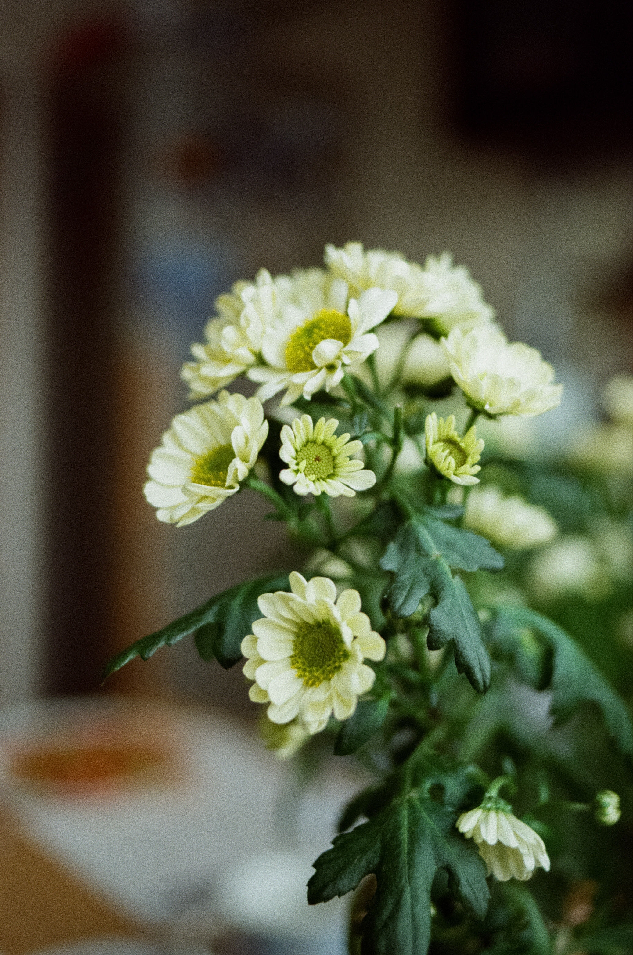 SMC Pentax-FA 35 mm f2.0 — Pentax MZ-3 / Kodak Color Plus 200