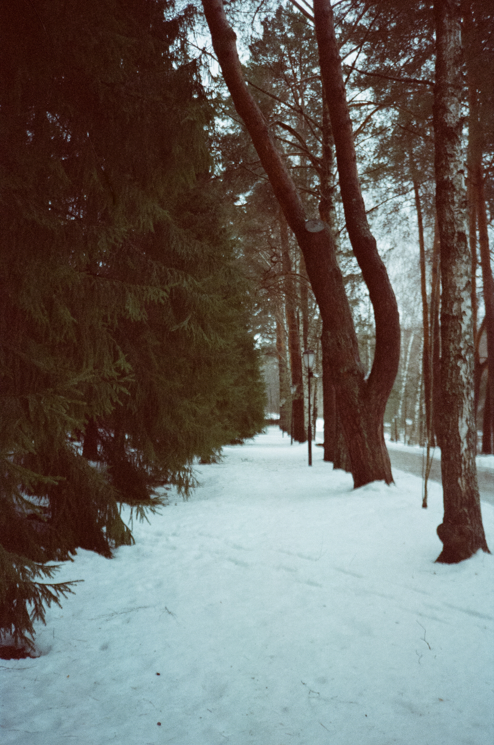 Примеры фотографий на Fuji DL-300 (Поленово)