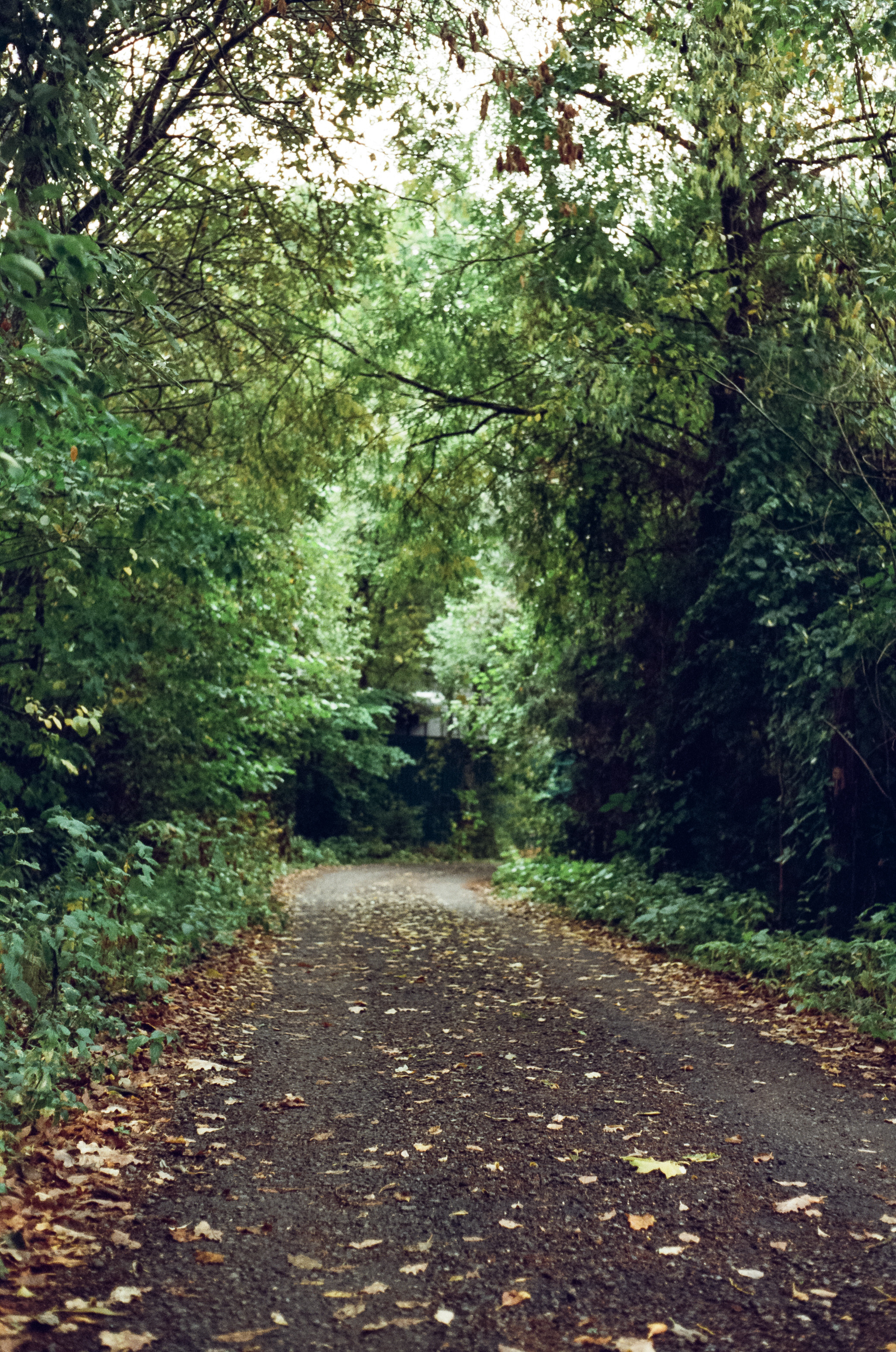 Kodak Retina IIIc — Retina Xenon C 50 mm f2.0 / Kodak Vision 3 250D