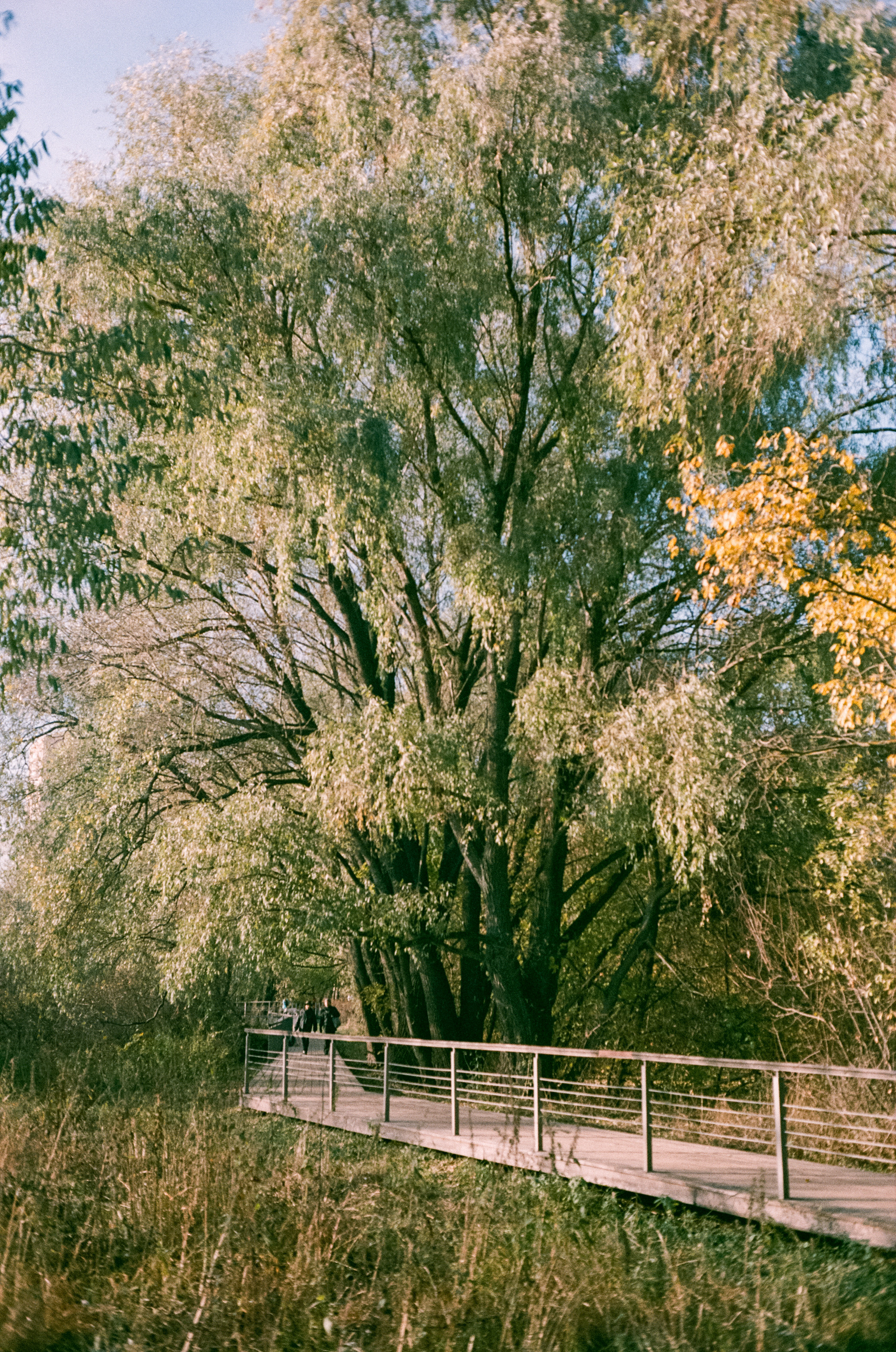 Minolta Hi-Matic 7sII review