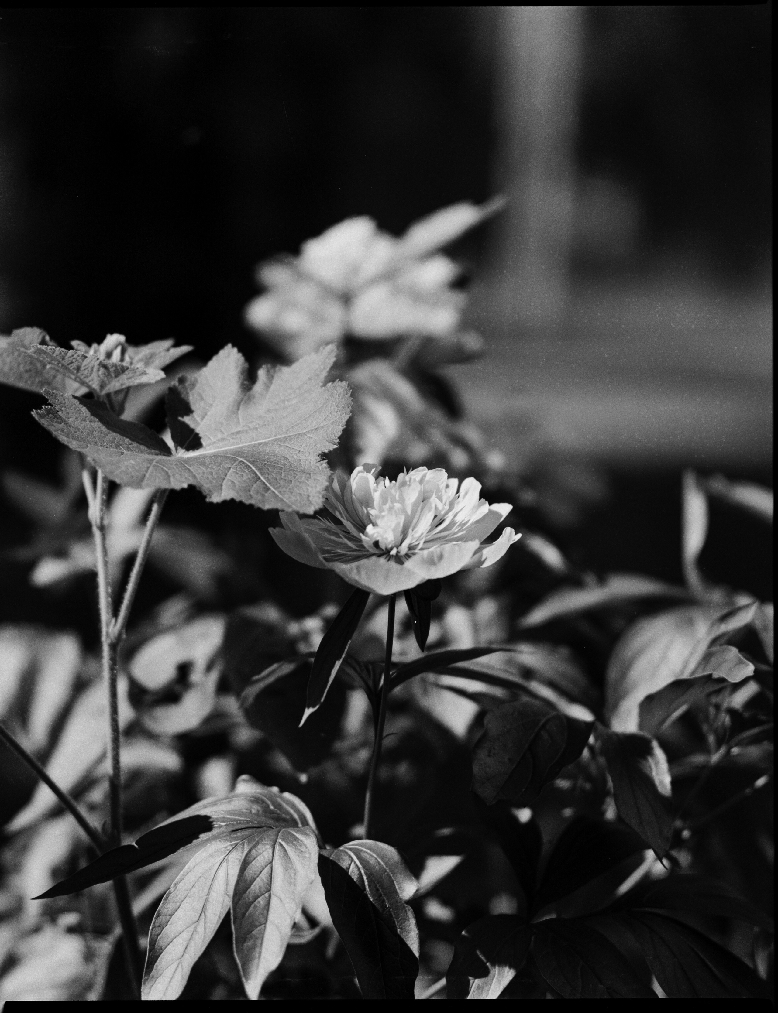 Zenza Bronica ETR — Zenzanon 150 f3.5