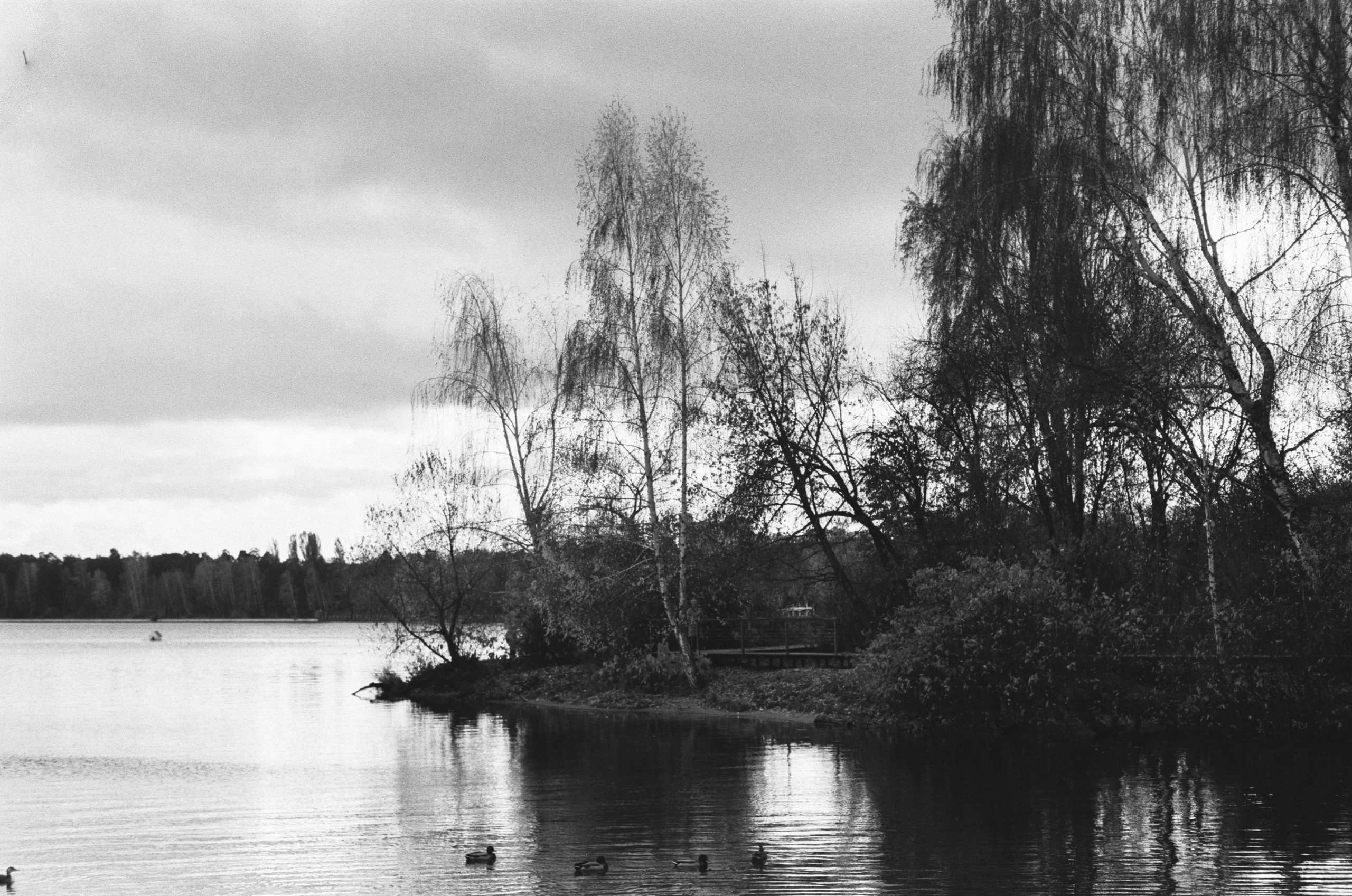 Cosina 55 mm f1.2 — Ricoh XR-10M / Тасма Тип-42 ISO 100