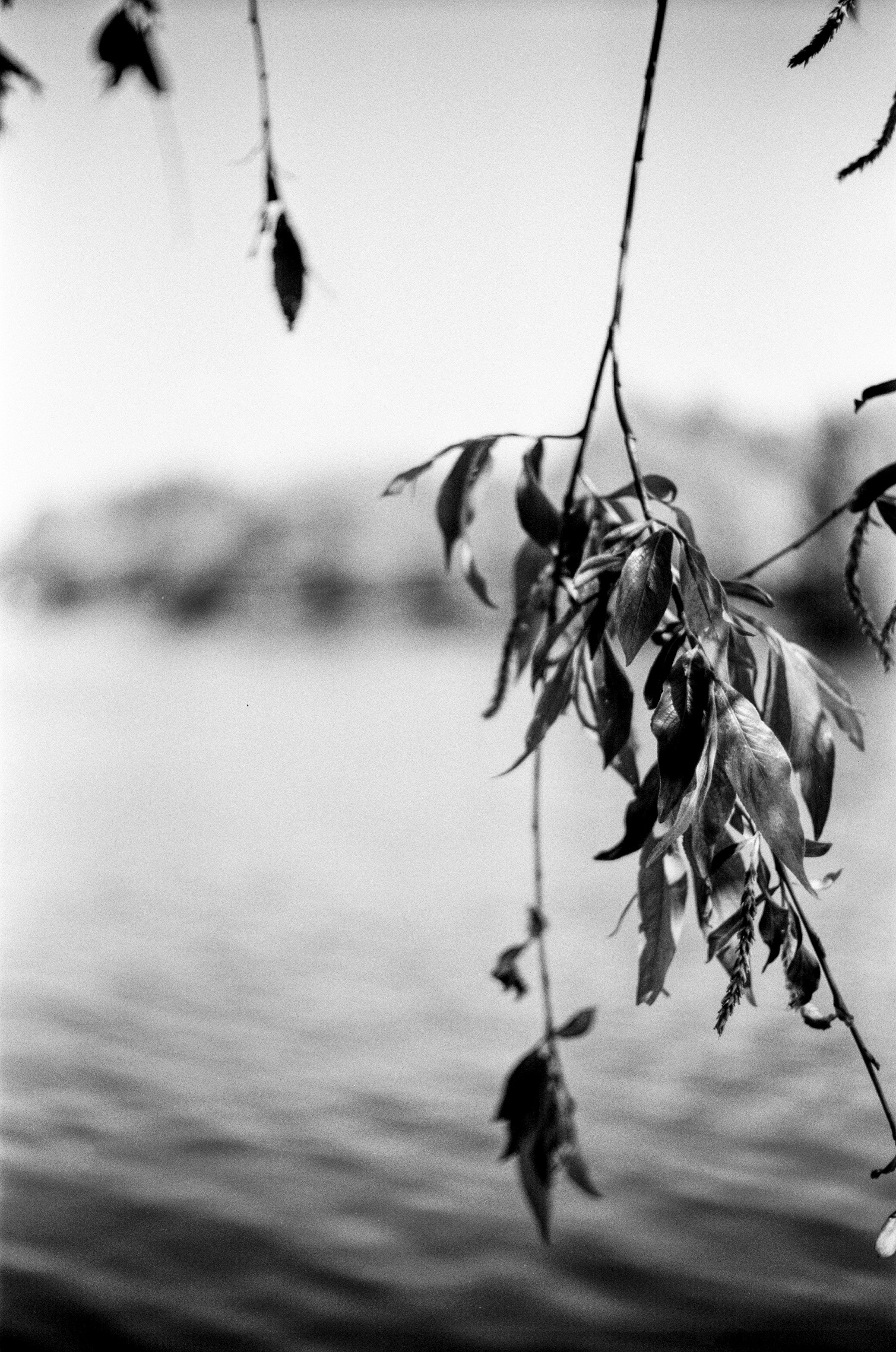 Kodak Retina Reflex S обзор