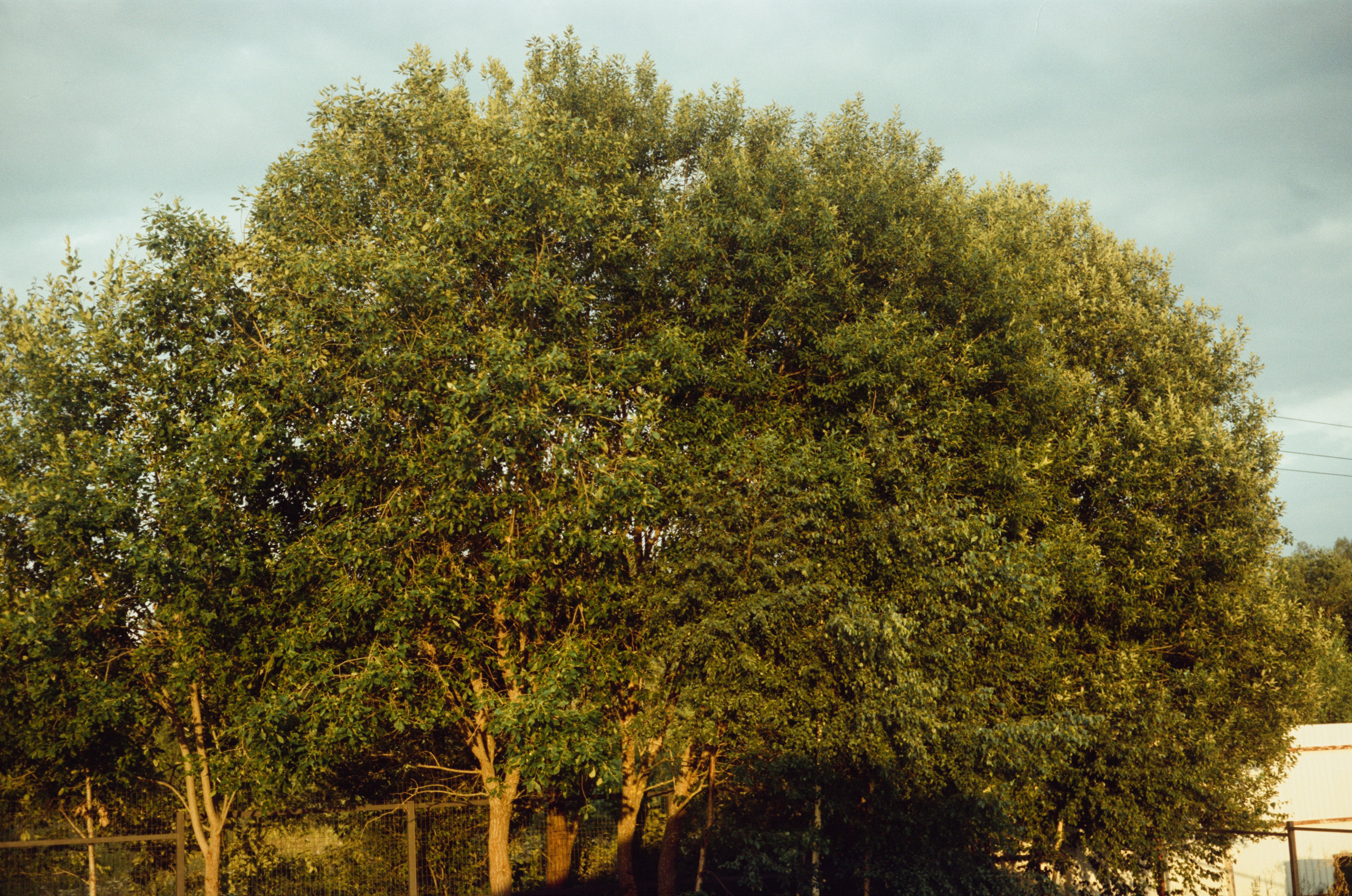 Canon Canonet QL17 G-III QL