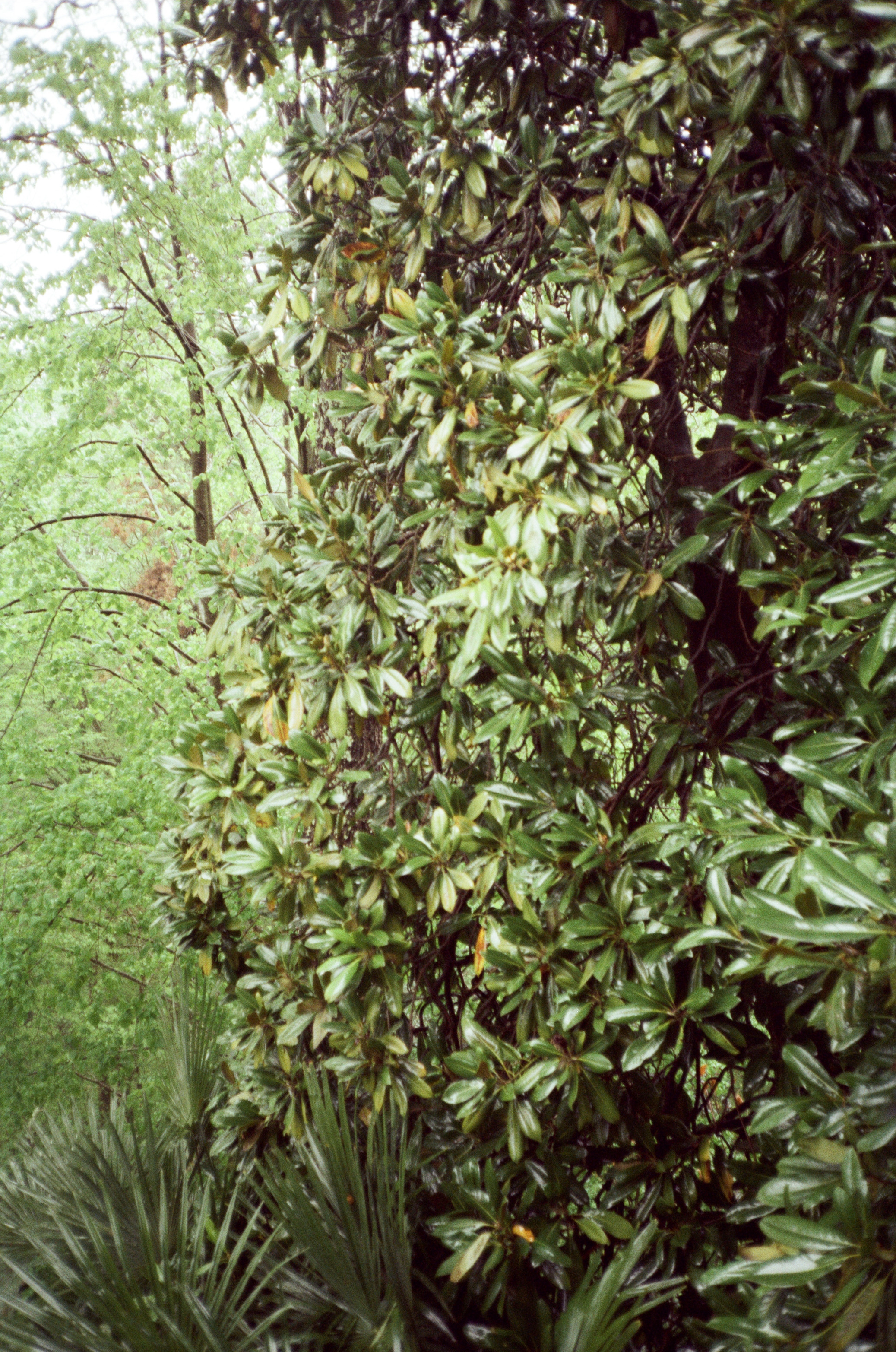 Дача Сталина и закаты в Сочи / Revue 35 CC