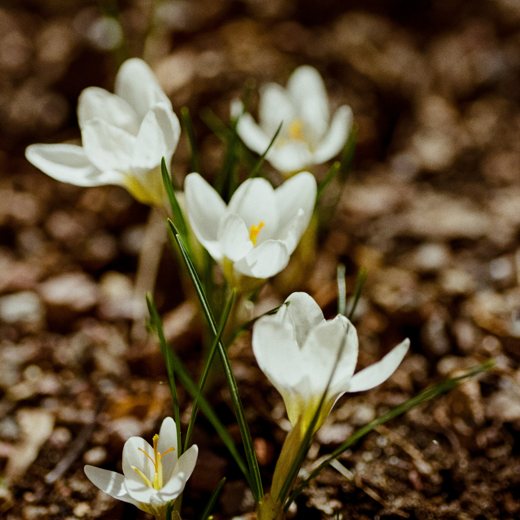 Carl Zeiss Makro-Sonnar 100mm f2.8