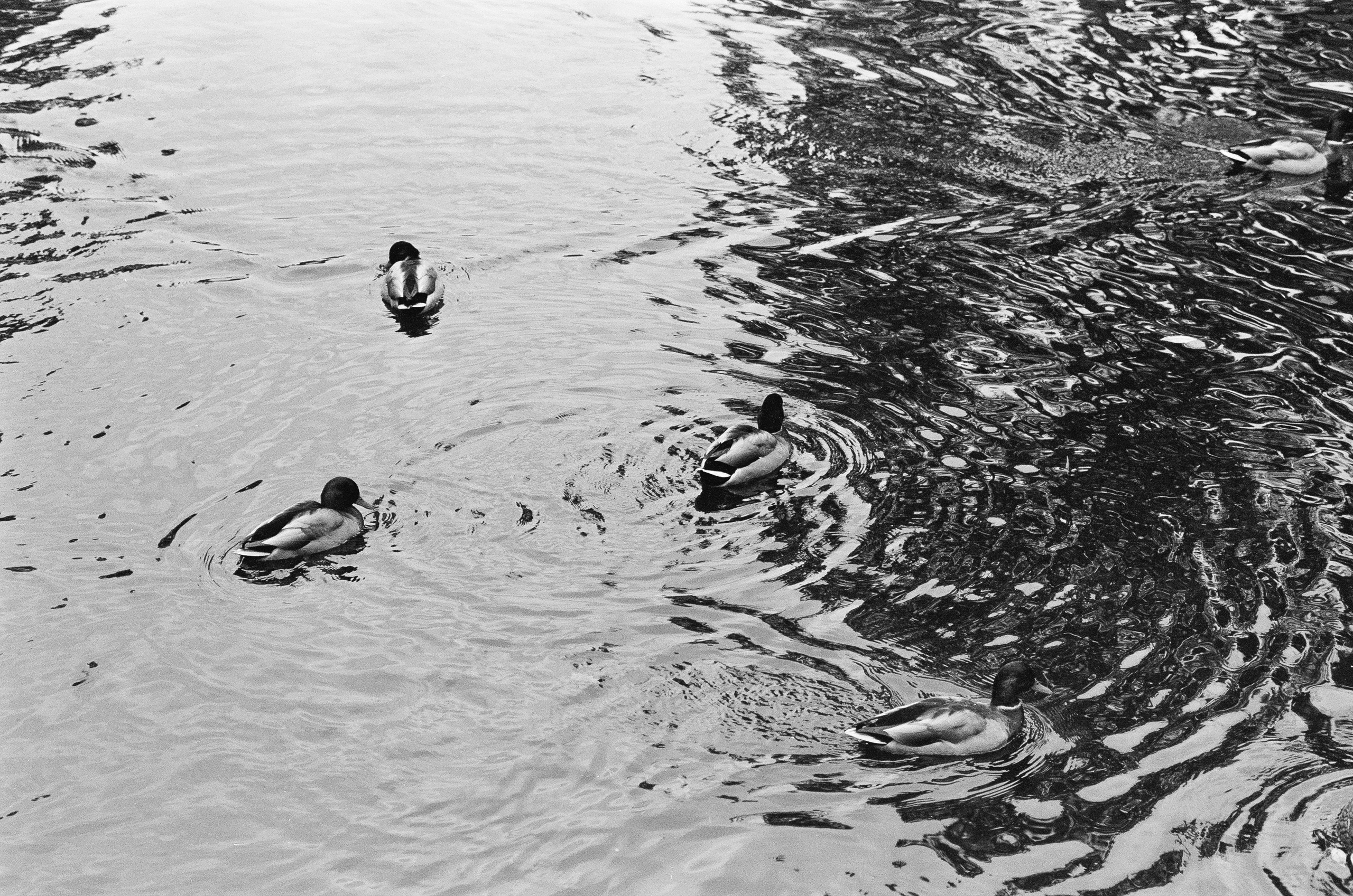 Minolta AF 85 mm f1.4 — Minolta Dynax 800si / Ilford HP5 Plus 400