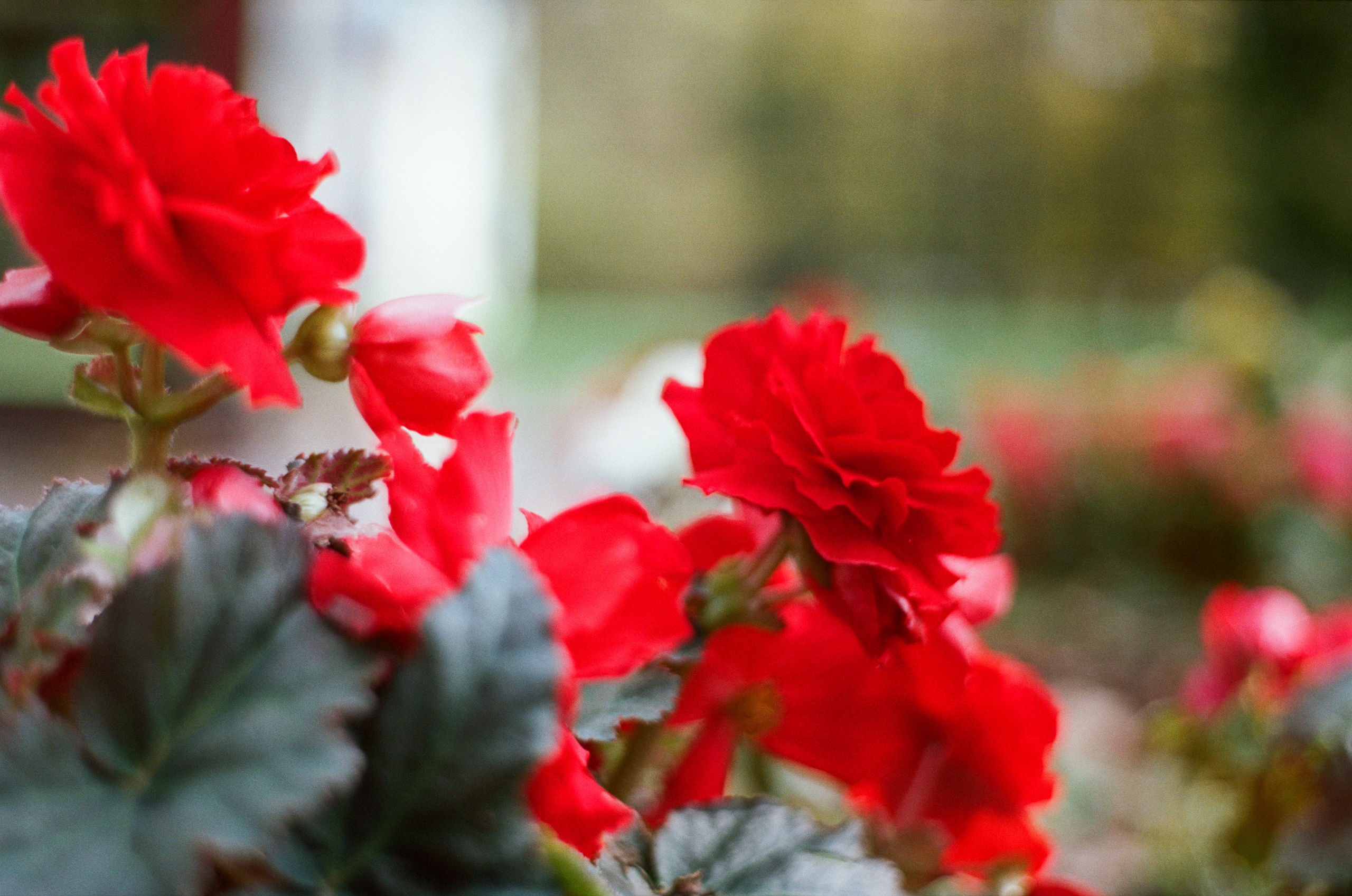 Enna Munchen Ennalyt 50mm f1.9 review