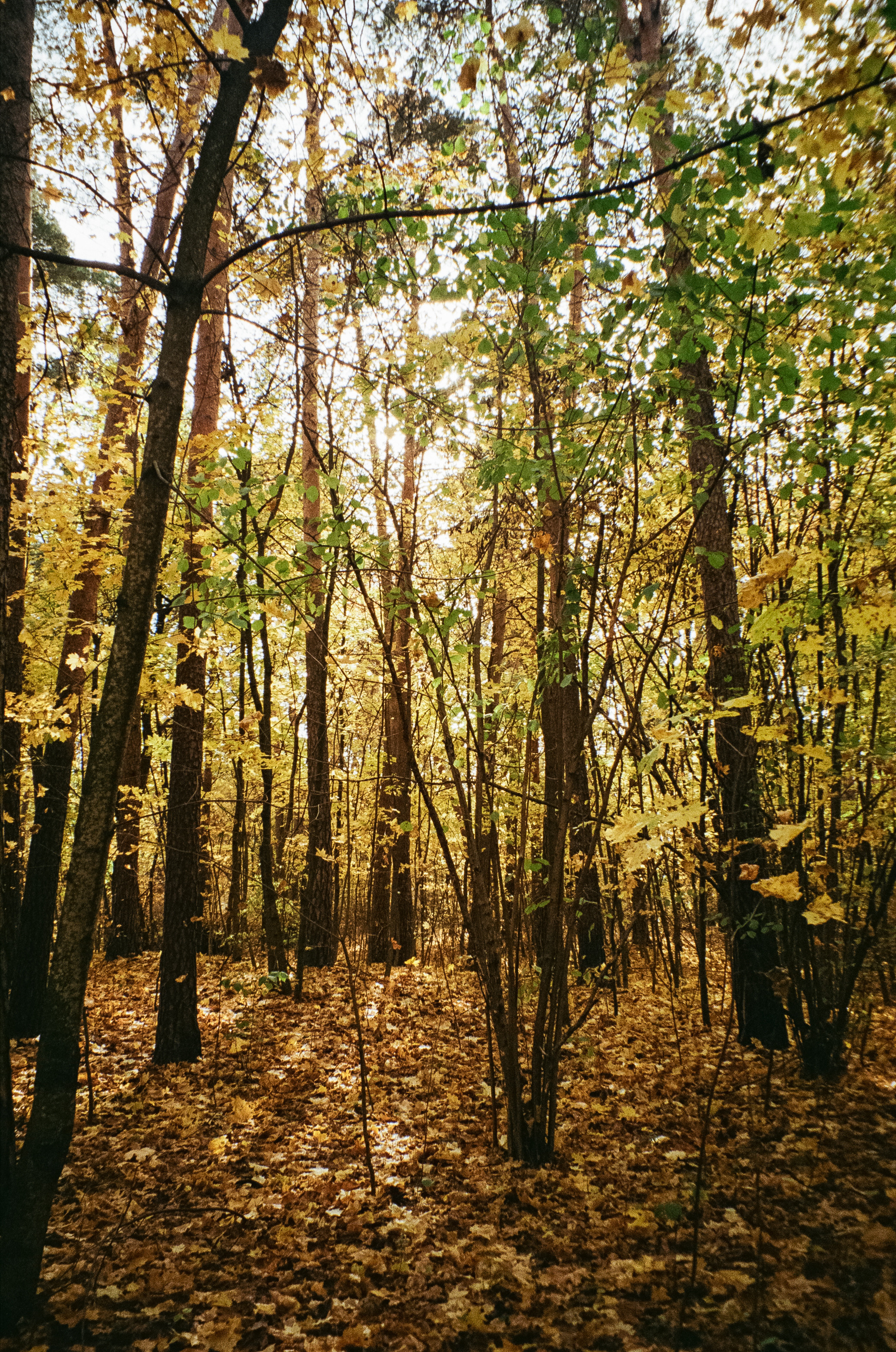 Осень на Kodak Gold 200