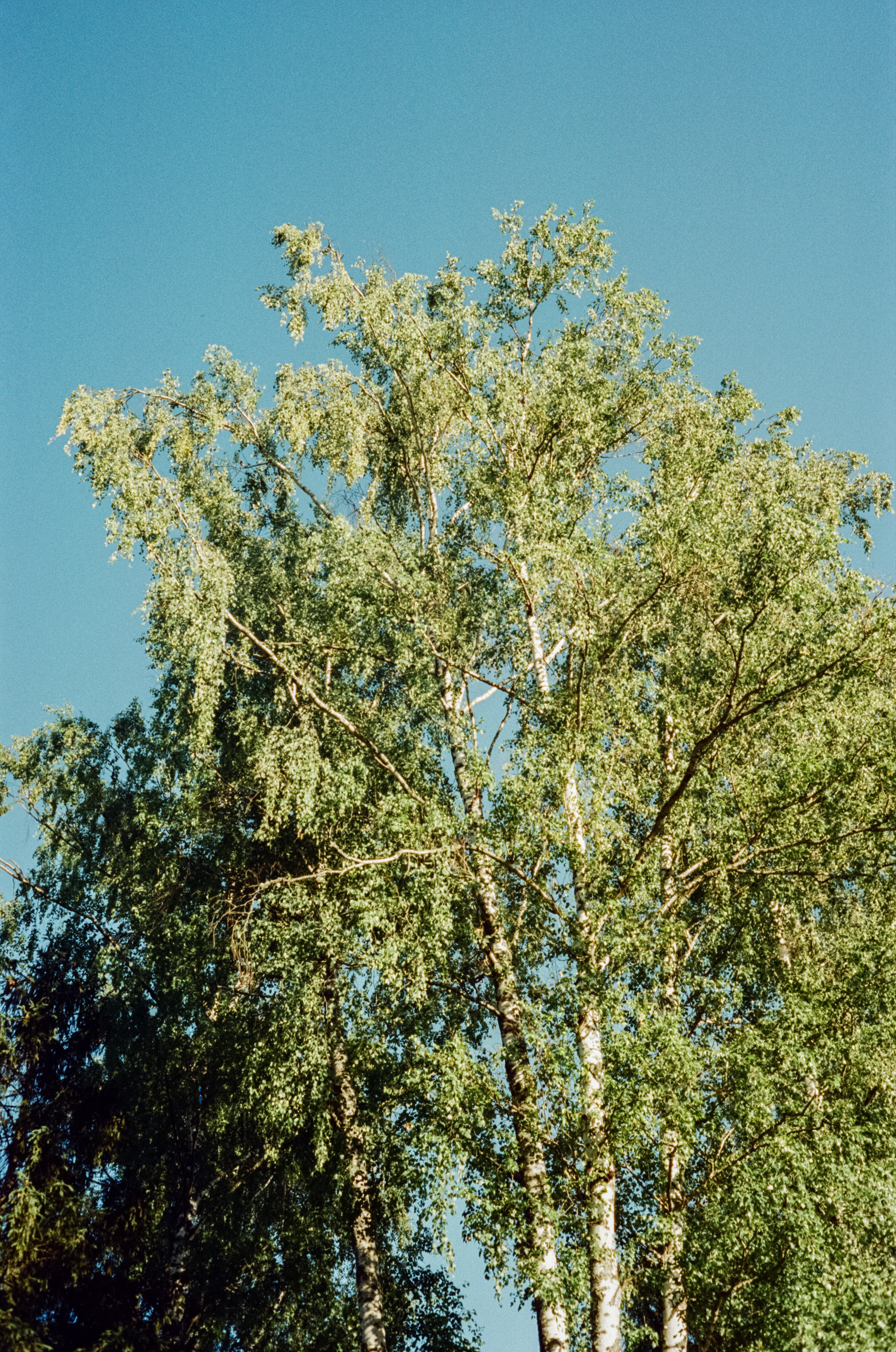 Canon Canonet QL17 G-III QL