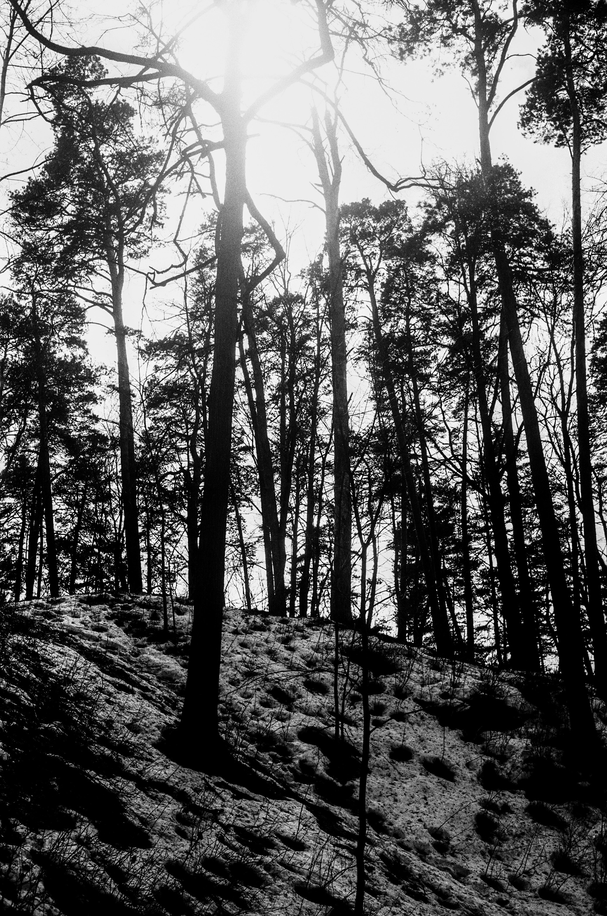 Minolta V2 / ТАСМА Тип-25