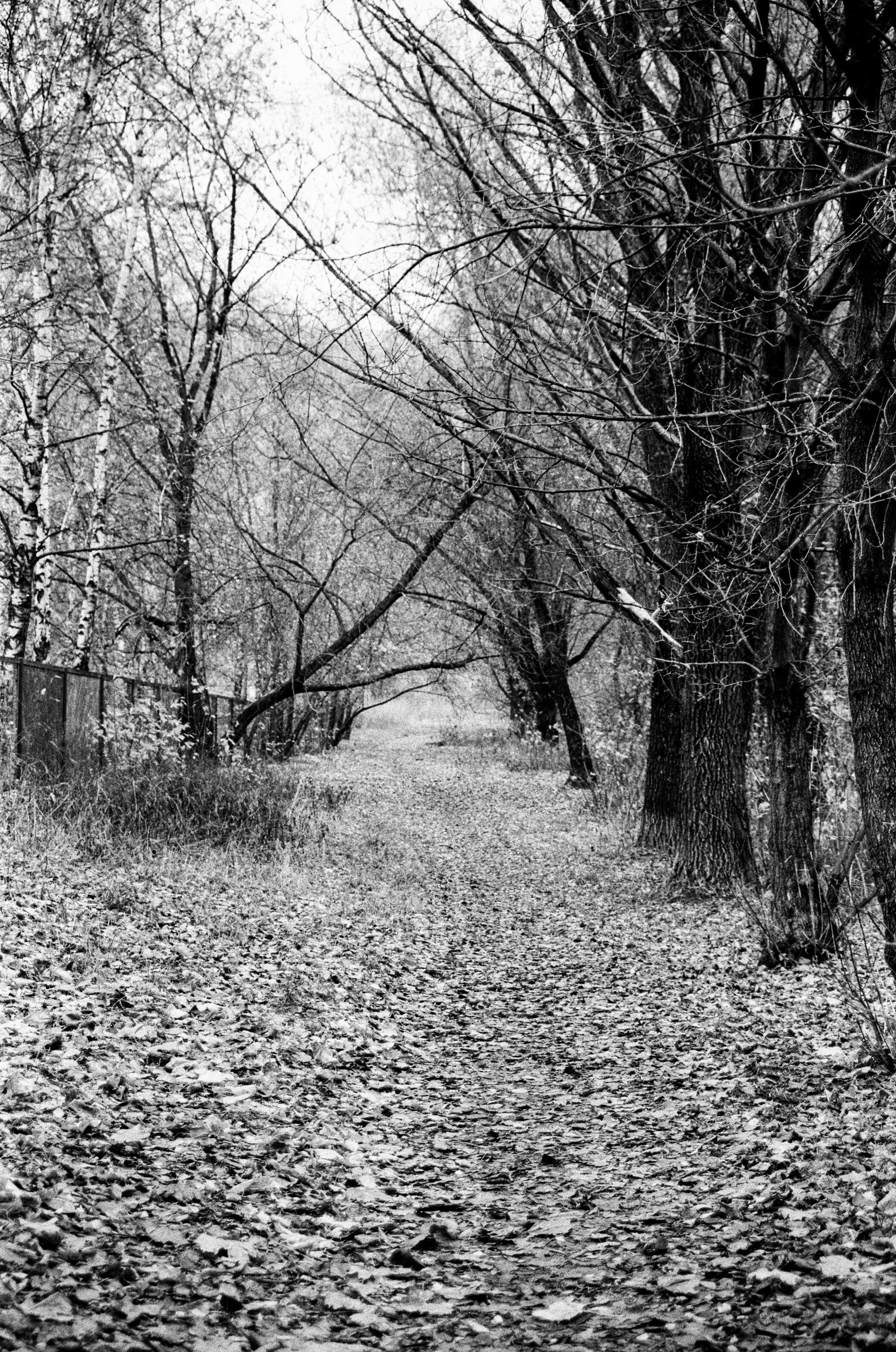 Nikon F80 — Voigtlander Ultron 28-105mm f2.8-3.8 / SFL T-42 ISO 400