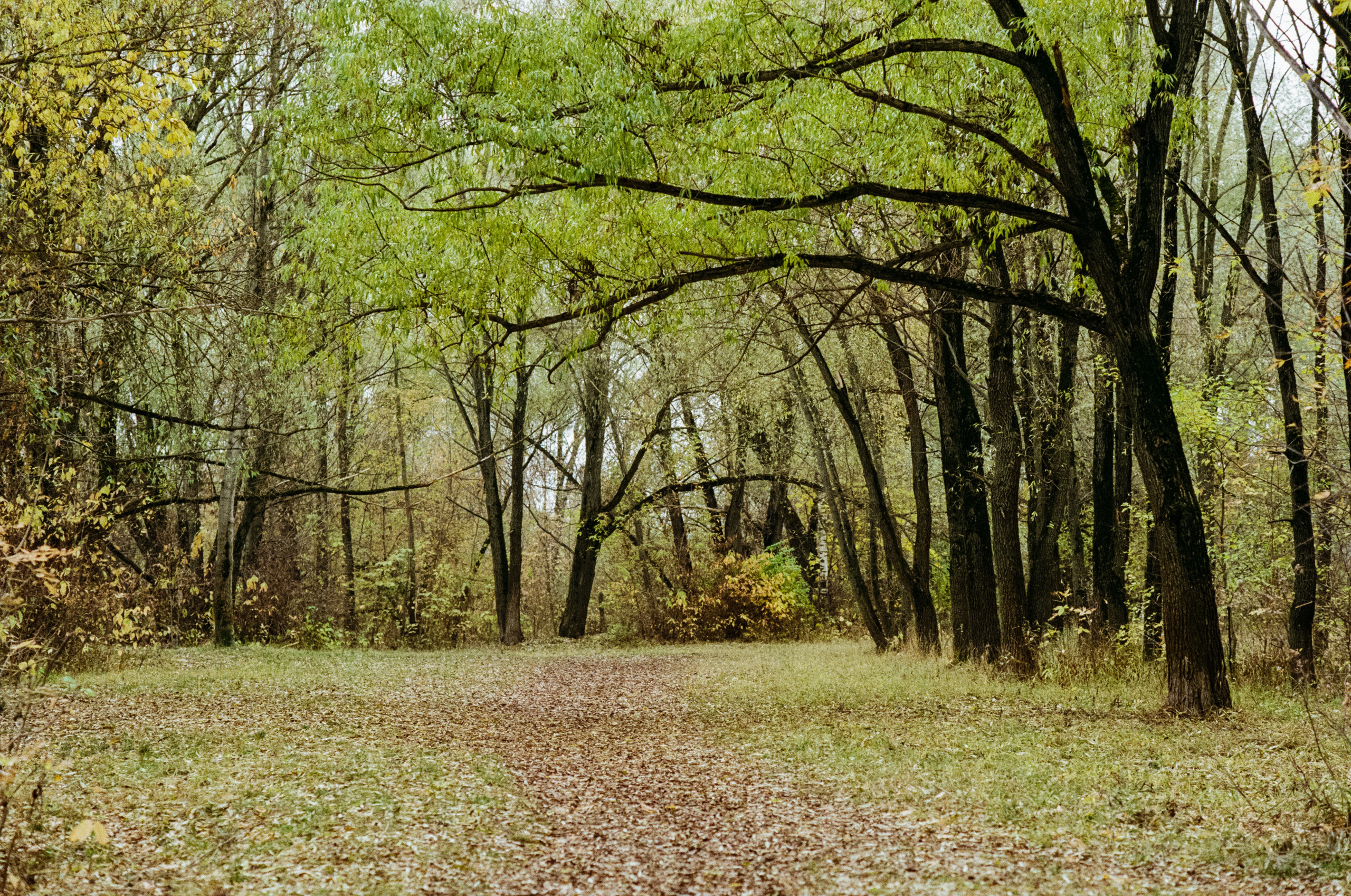 Московская осень на Kodak Gold 200