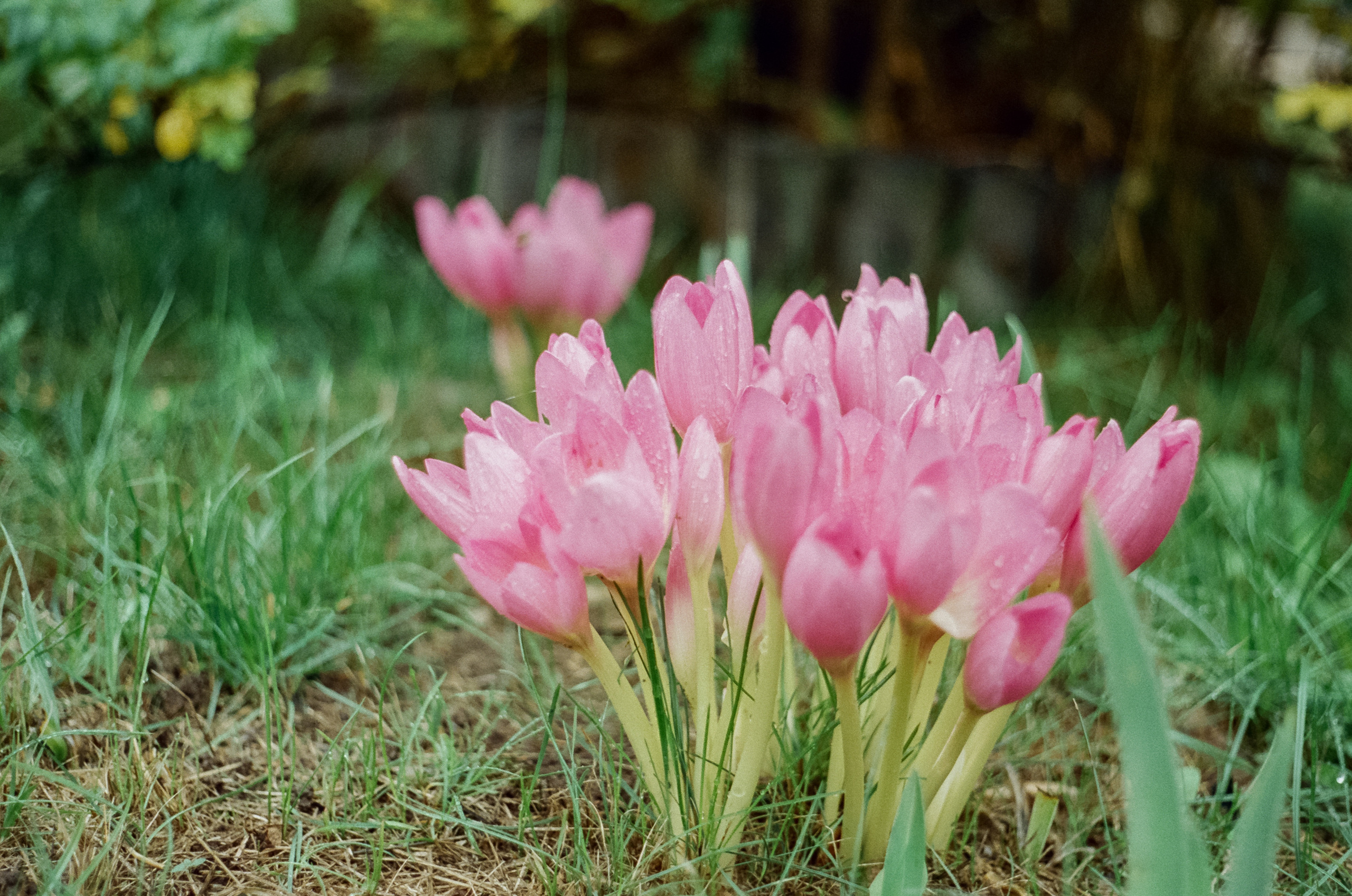 Kodak Retina IIIc — Retina Xenon C 50 mm f2.0 / Kodak Vision 3 250D