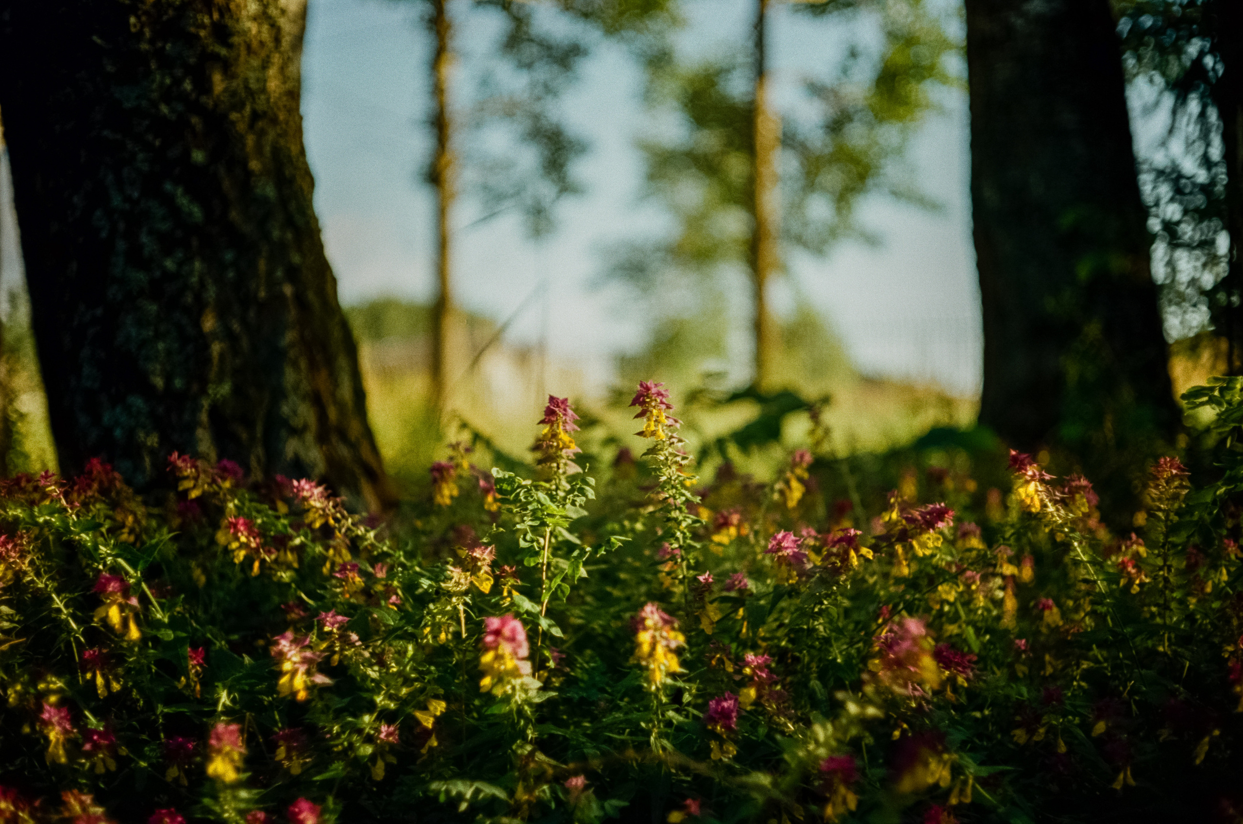 Canon Canonet QL17 G-III QL