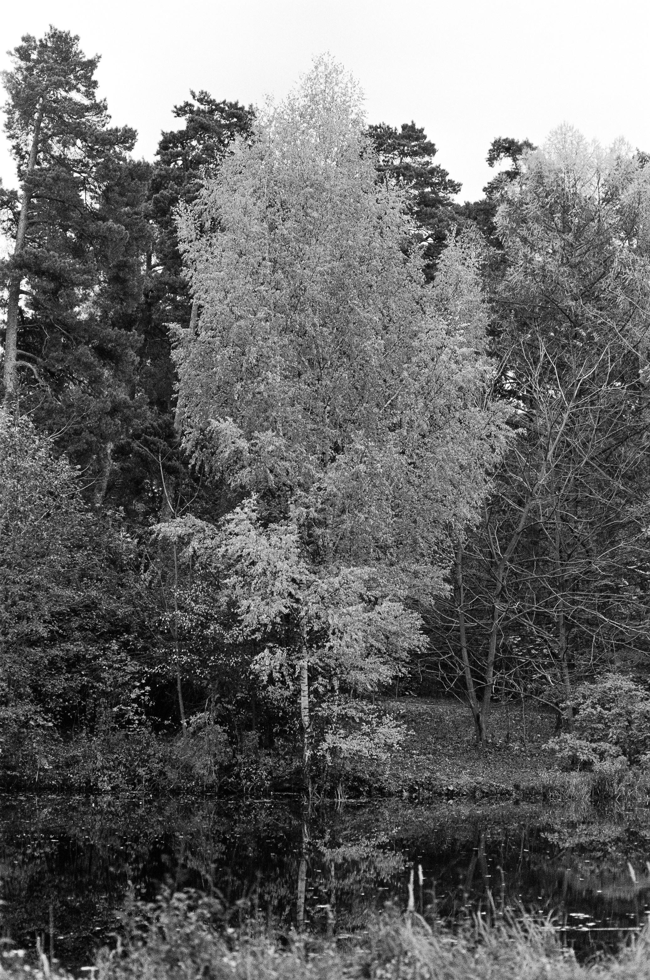 Minolta AF 85 mm f1.4 — Minolta Dynax 800si / Ilford HP5 Plus 400