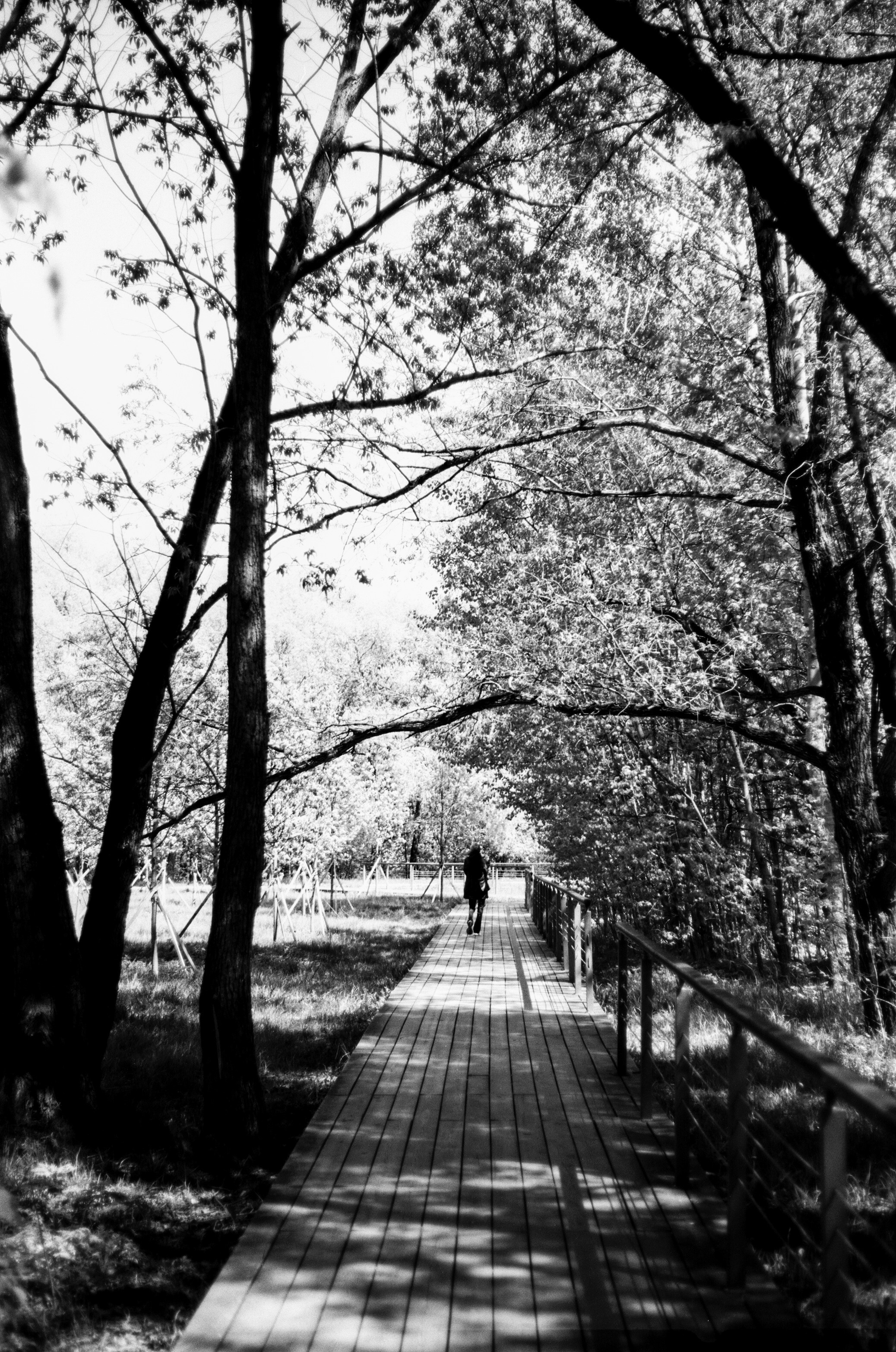 Kodak Retina Reflex S review