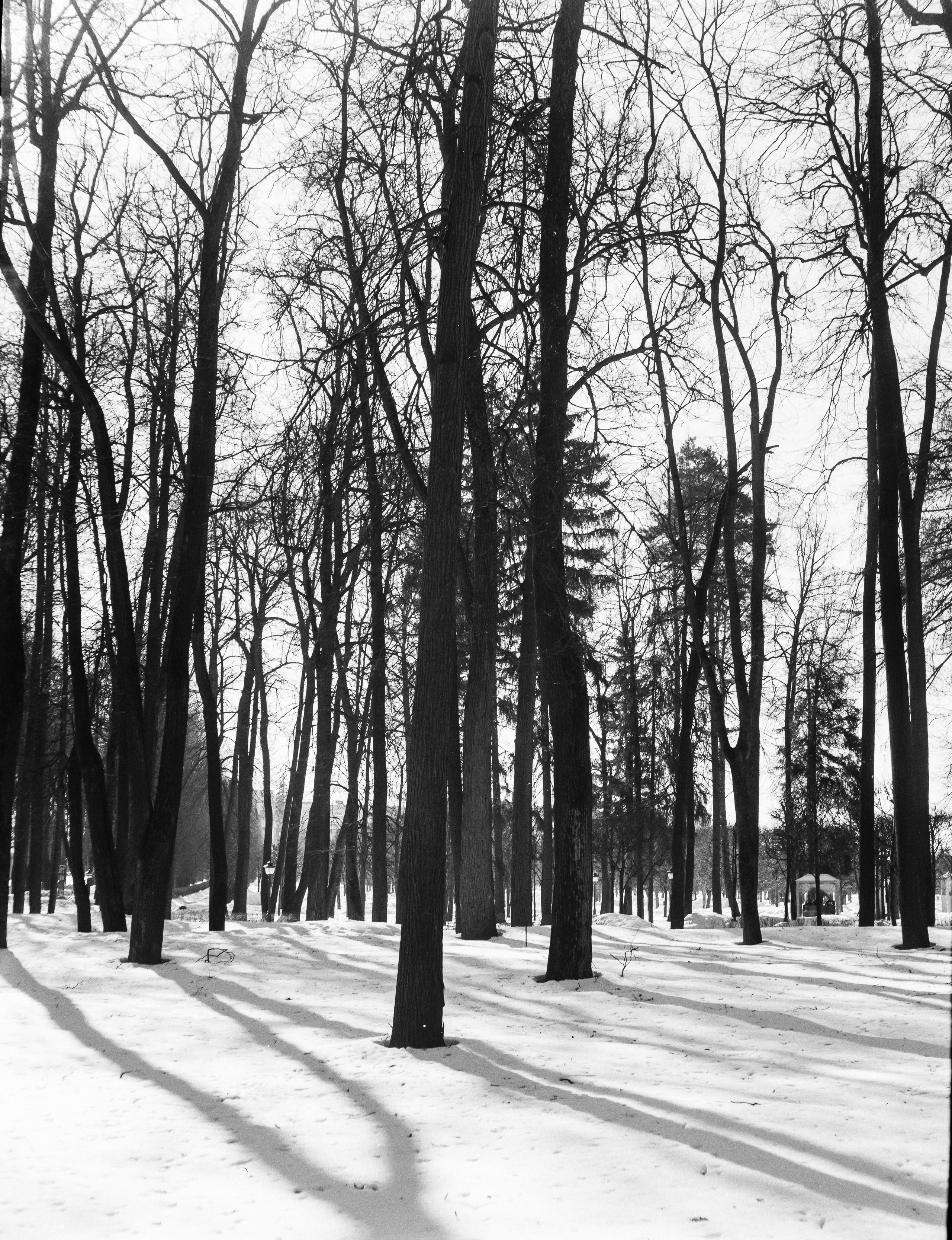 Ilford FP4 Plus ISO 125 / Zeiss Ikon Ikonta 521