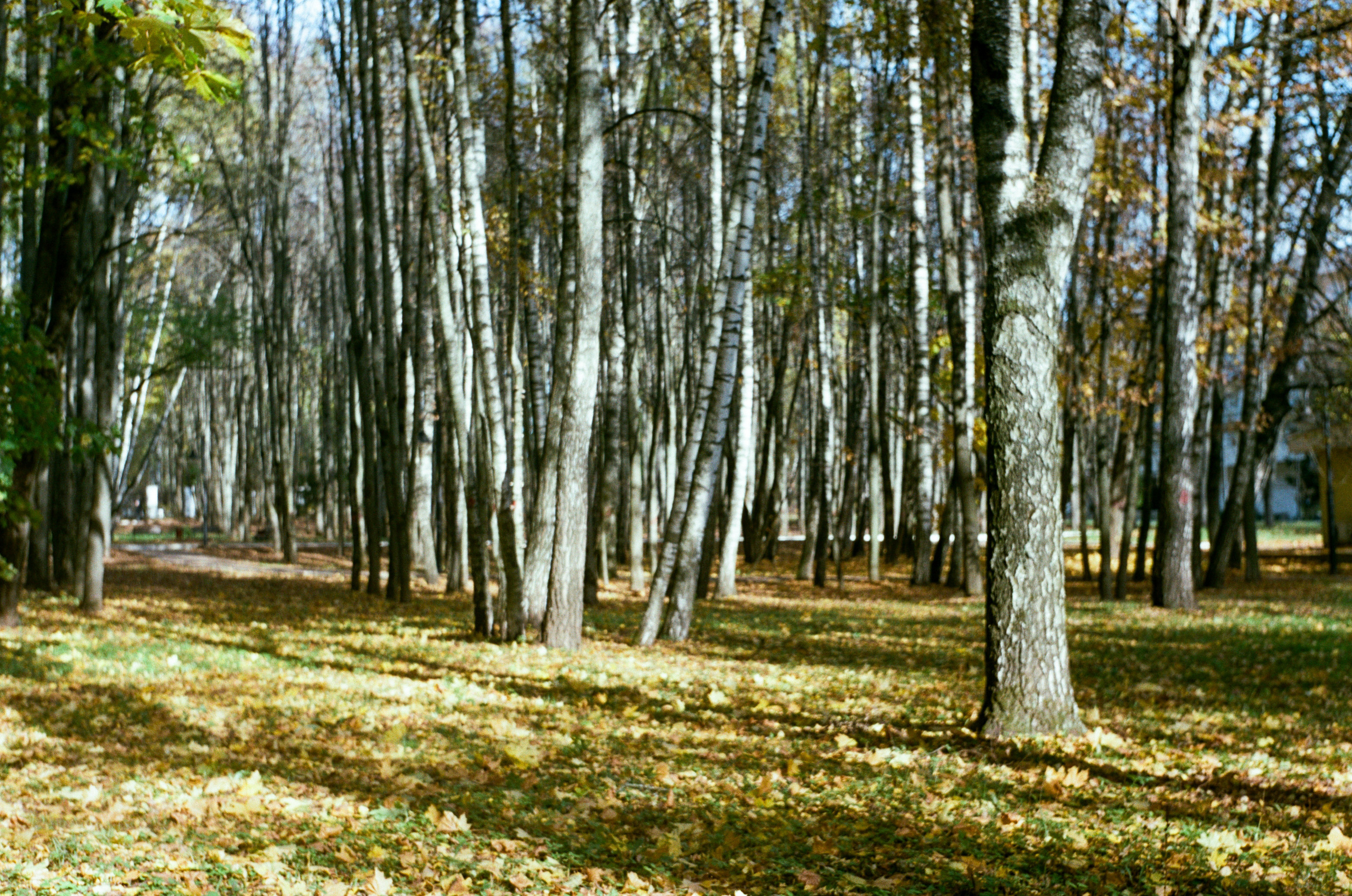 Enna Munchen Ennalyt 50mm f1.9 review