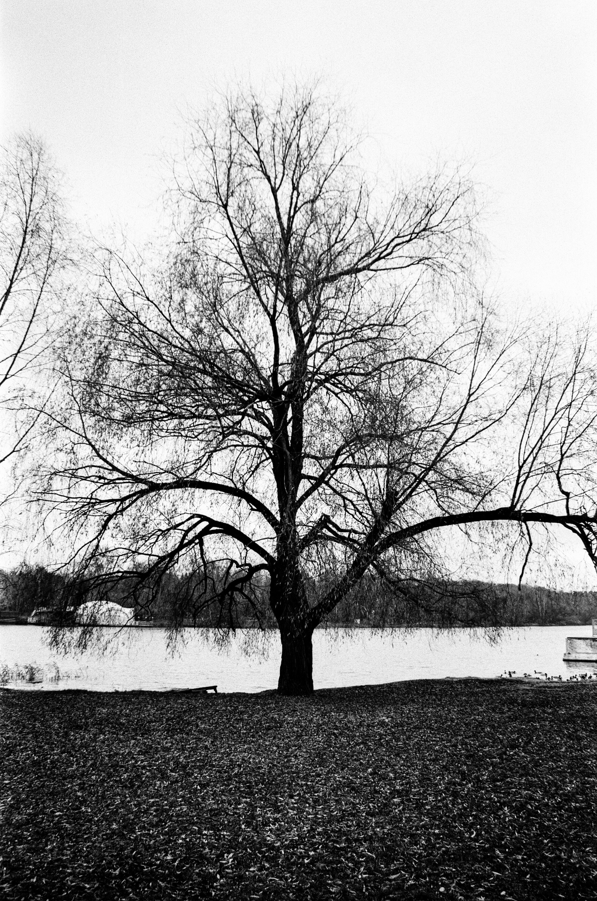 Nikon F80 — Voigtlander Ultron 28-105mm f2.8-3.8 / SFL T-42 ISO 400