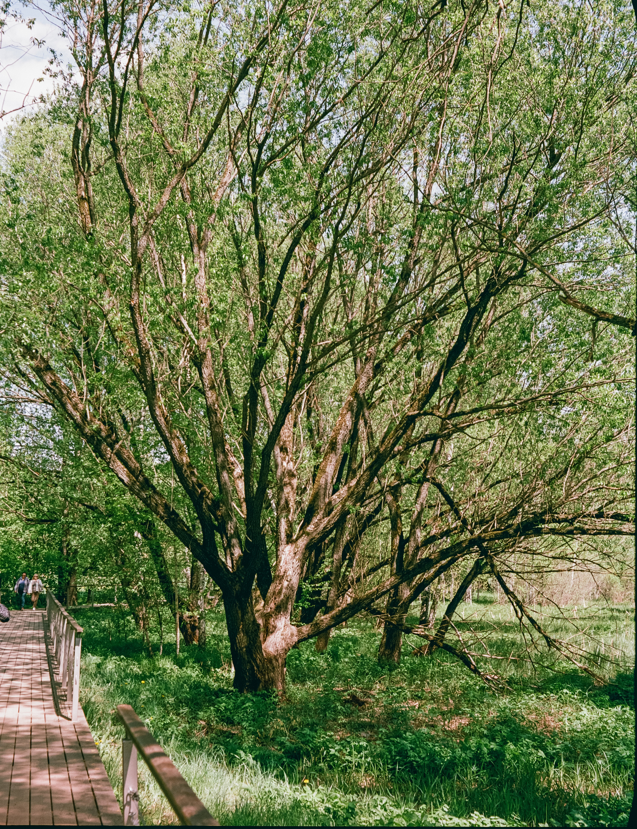 Kodak Aerocolor IV / Voightlander Bessa 46