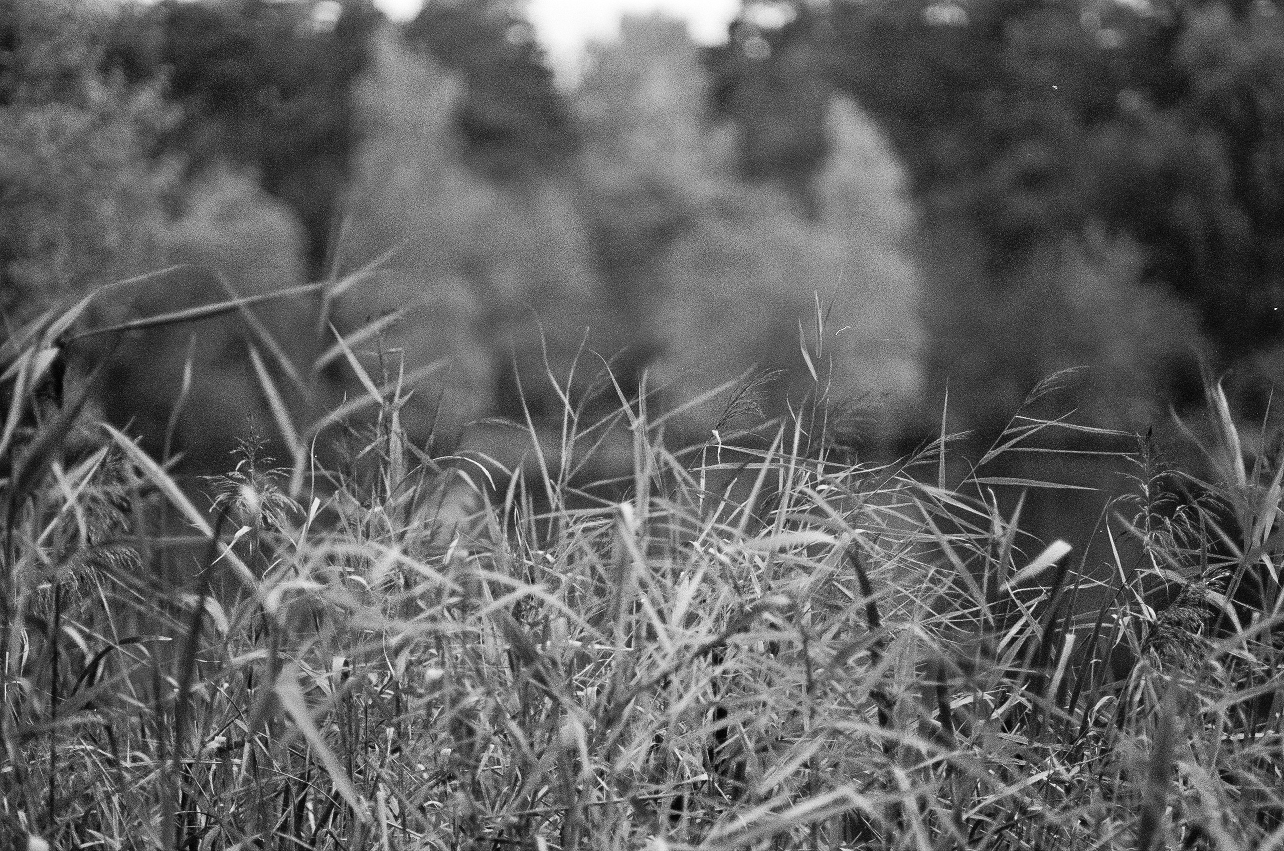 Minolta AF 85 mm f1.4 — Minolta Dynax 800si / Ilford HP5 Plus 400