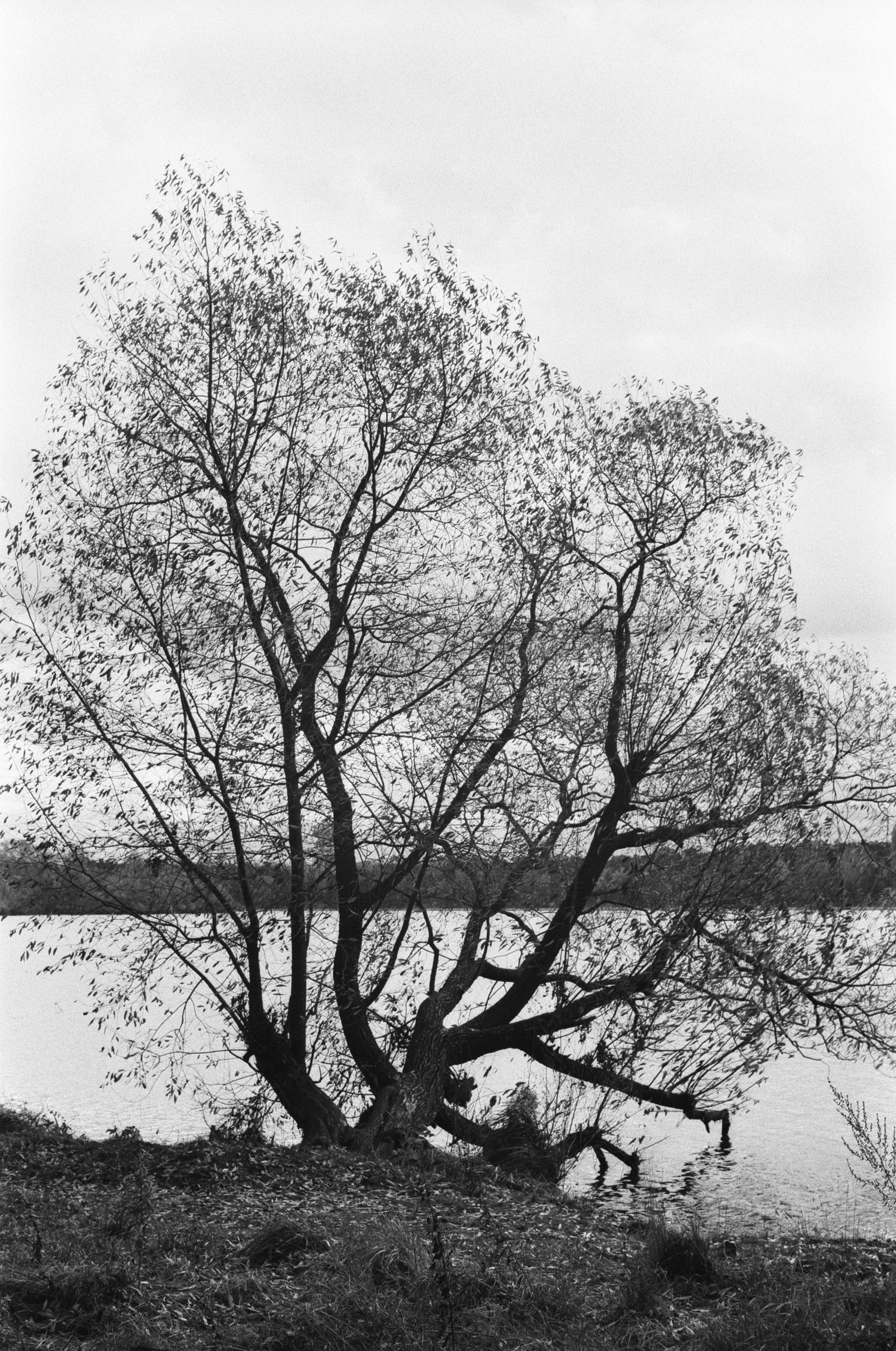 Cosina 55 mm f1.2 — Ricoh XR-10M / Тасма Тип-42 ISO 100