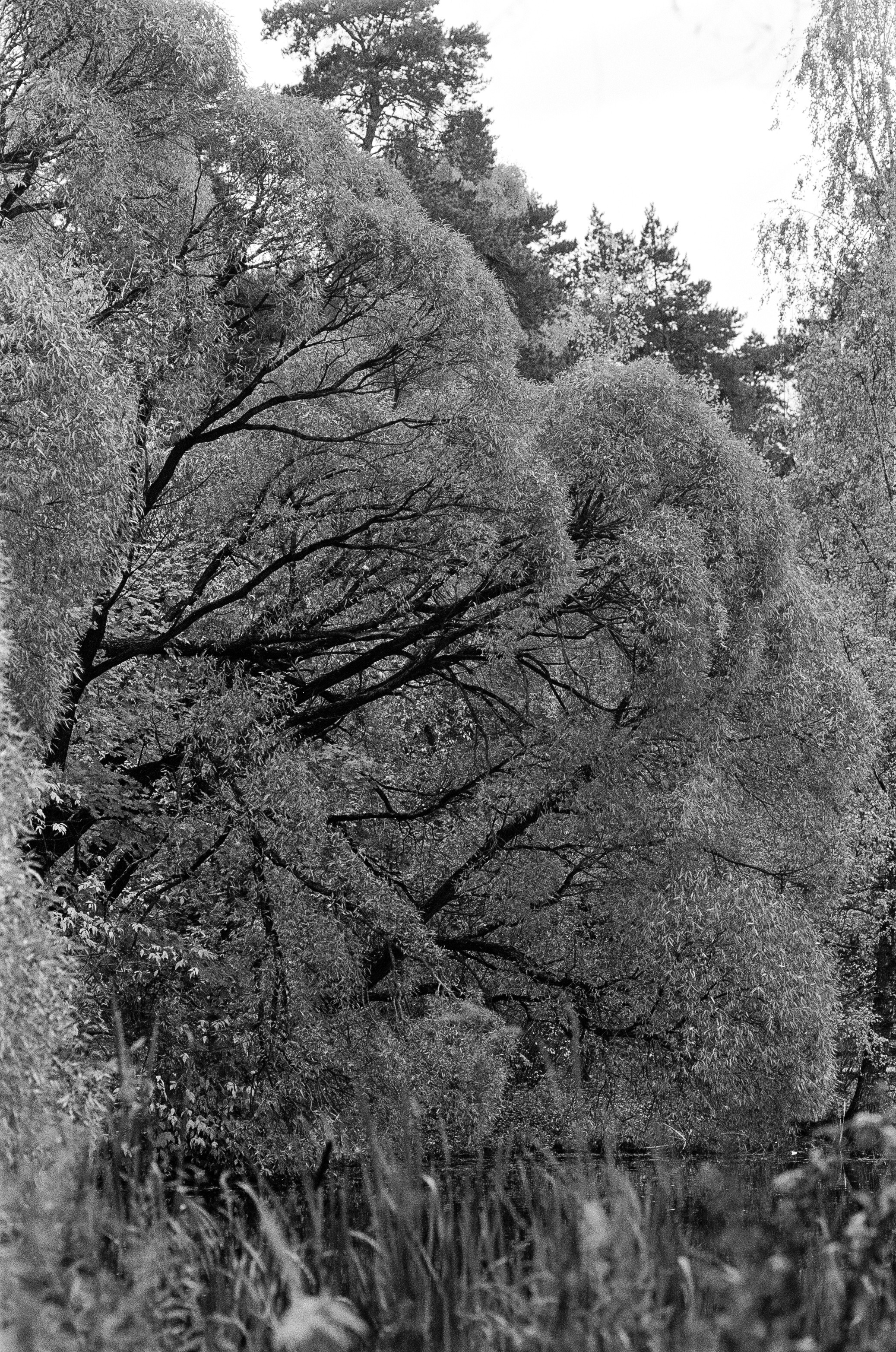 Minolta AF 85 mm f1.4 — Minolta Dynax 800si / Ilford HP5 Plus 400