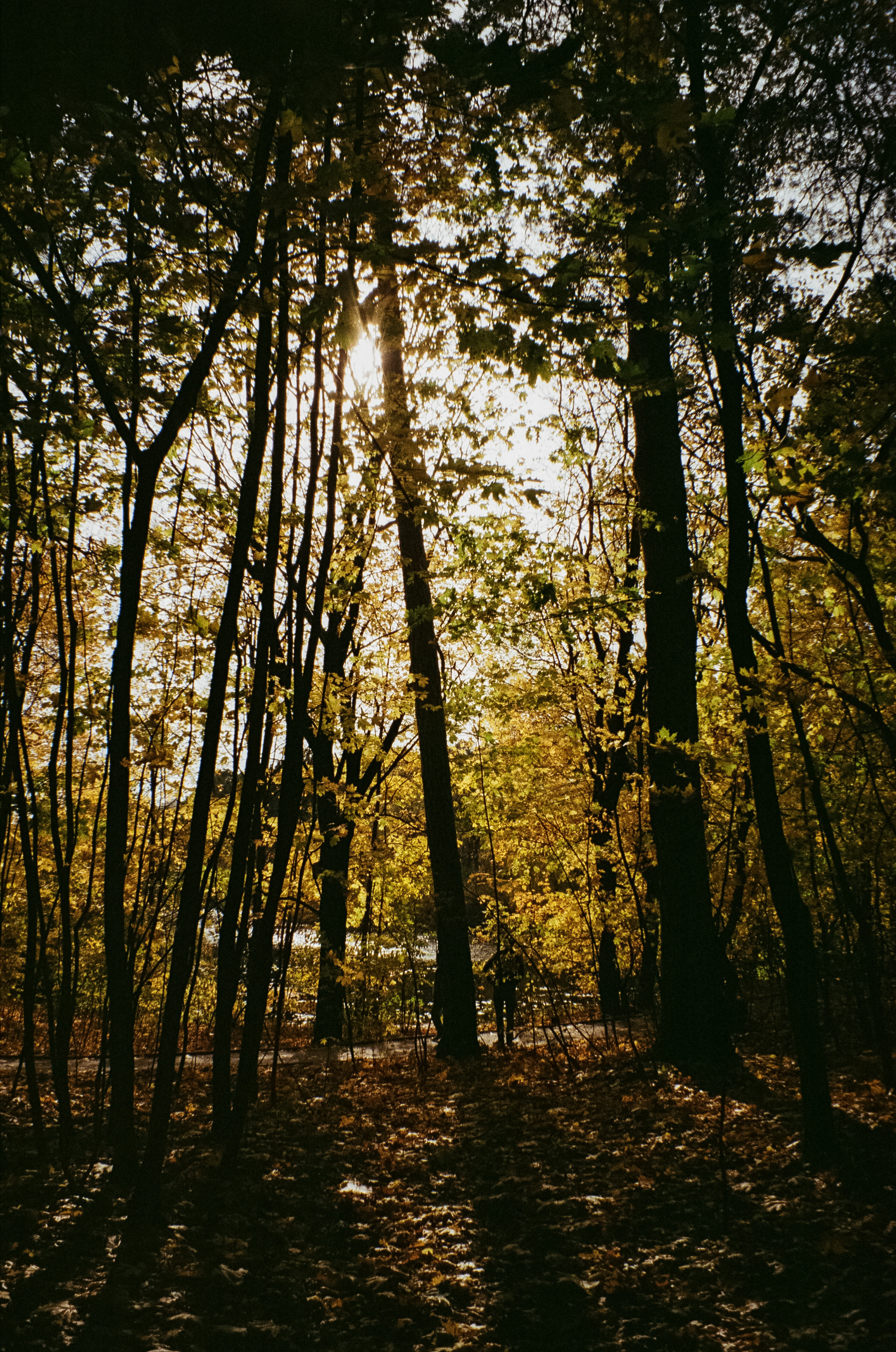 Осень на Kodak Gold 200