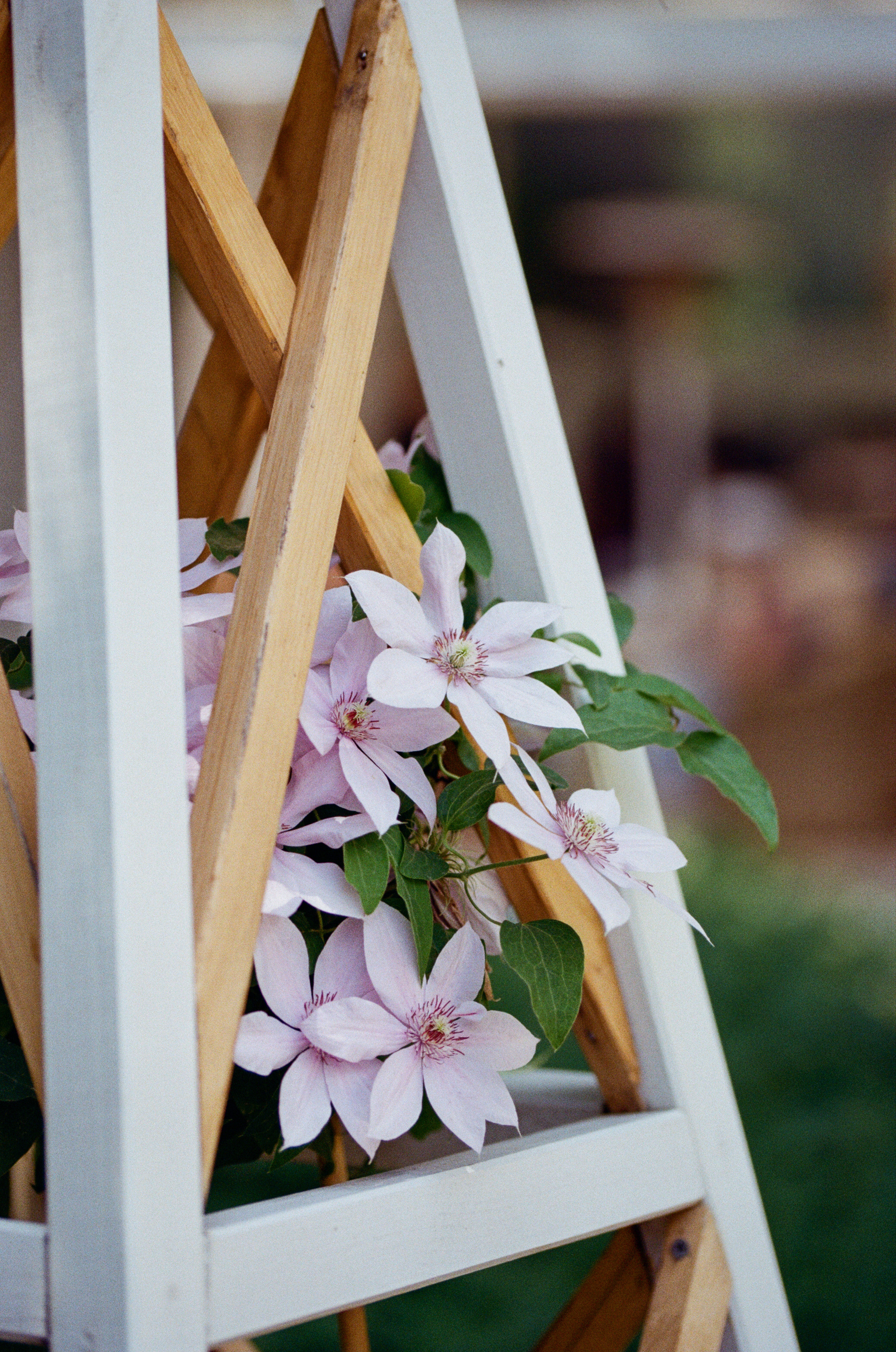 Carl Zeiss Makro-Sonnar 100mm f2.8