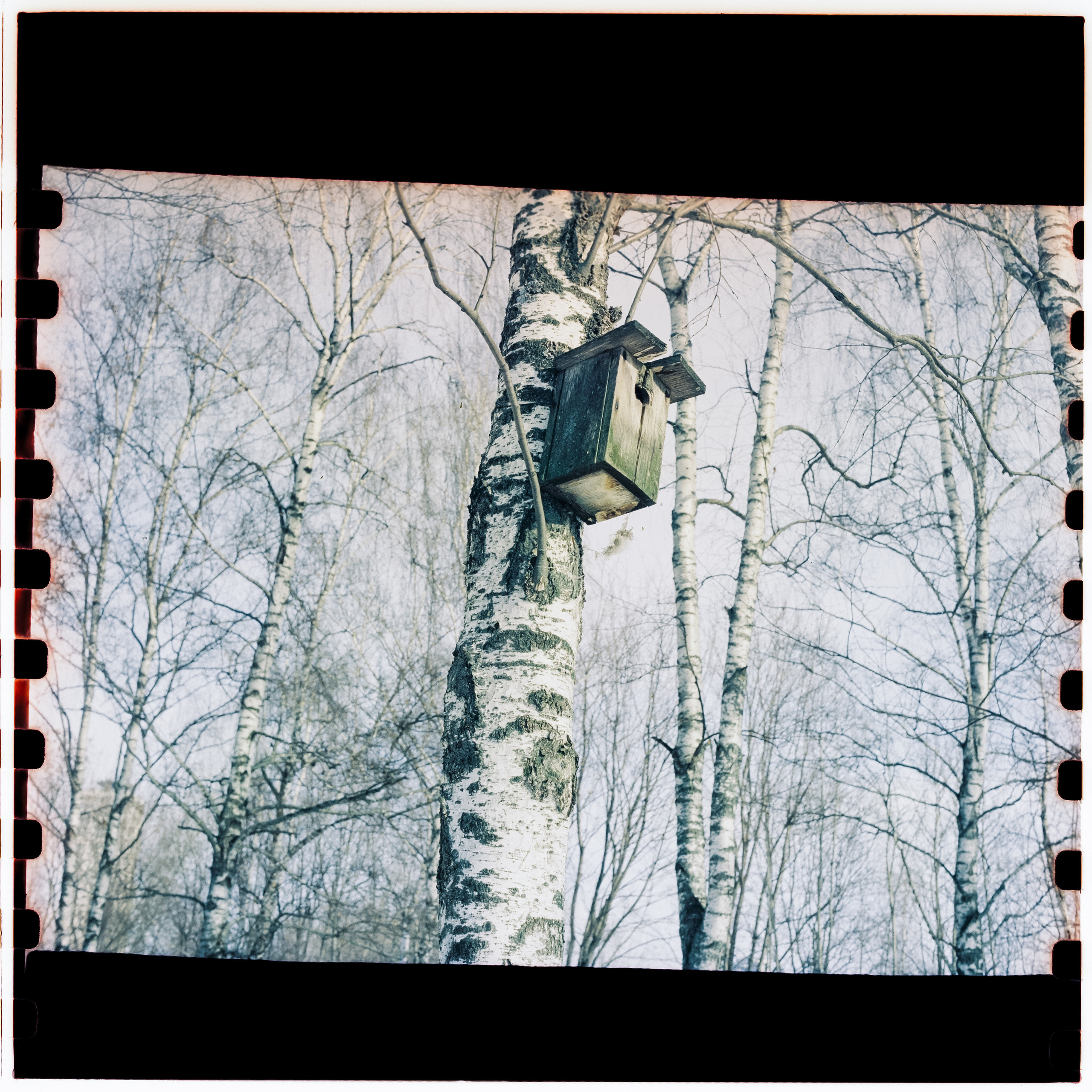 Kodak Vision 3 250D / Yashica Mat 124