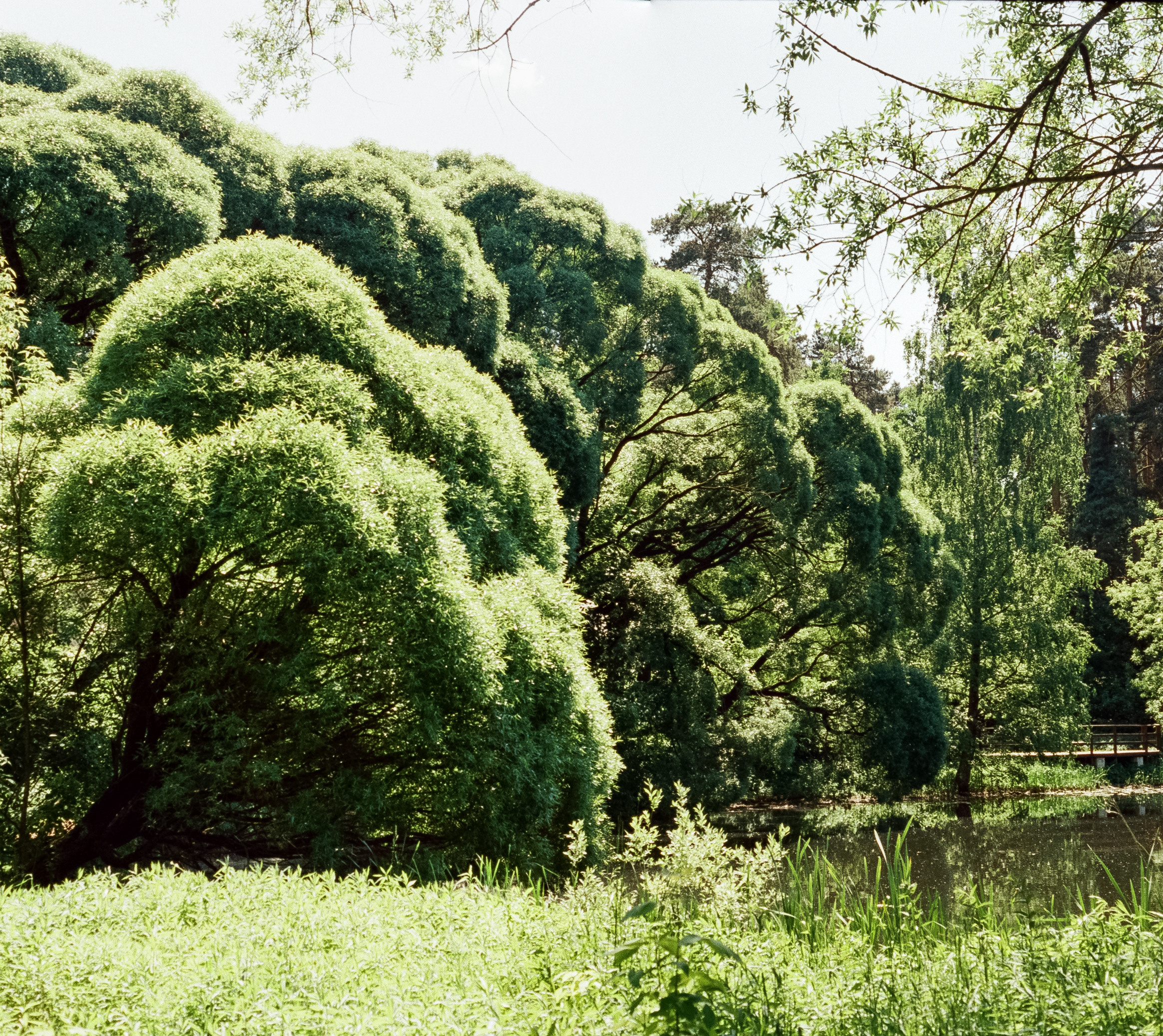 Olympus-pen FT / Kodak Vision 3 250D