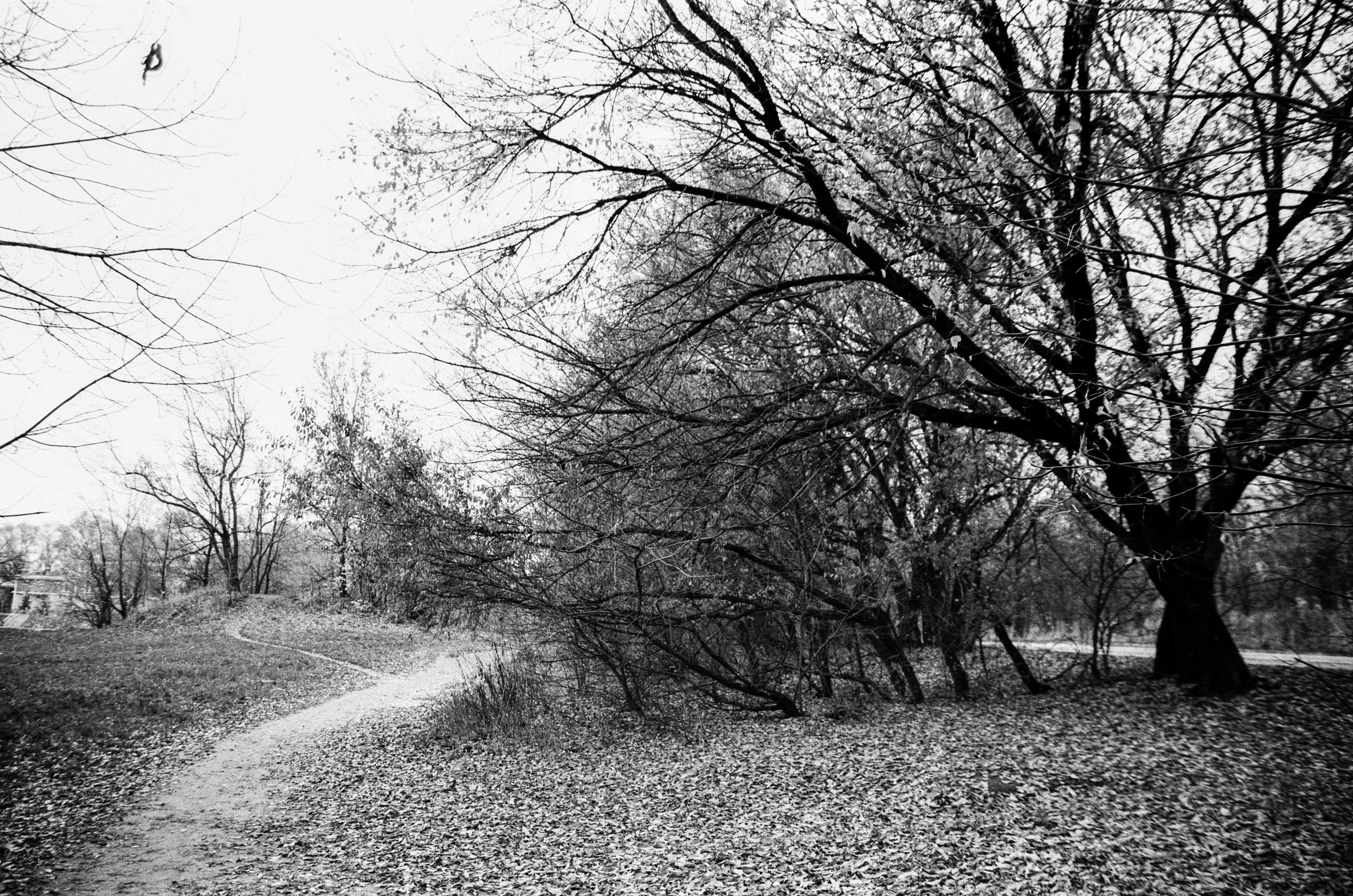 Nikon F80 — Voigtlander Ultron 28-105mm f2.8-3.8 / SFL T-42 ISO 400